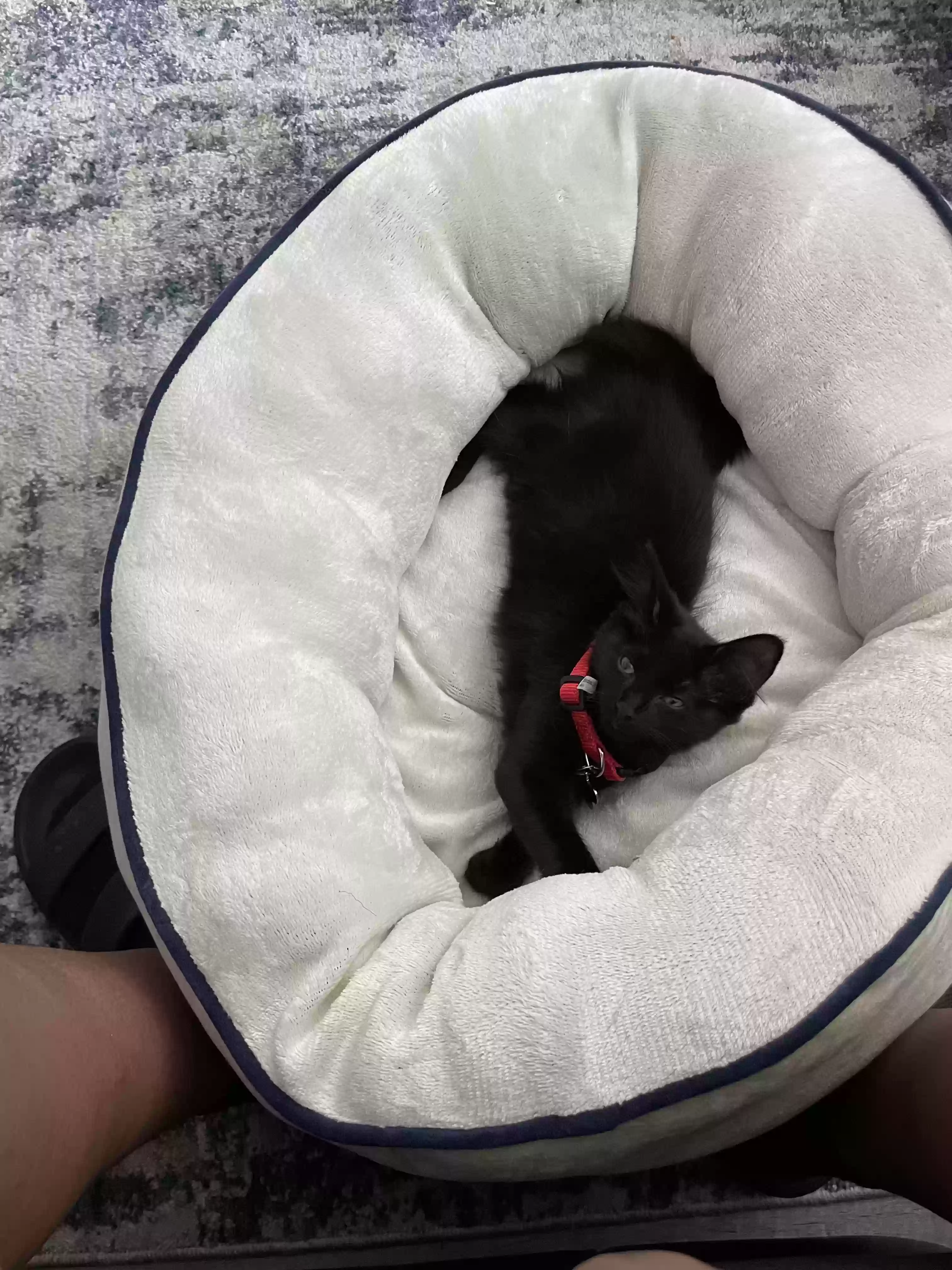 adoptable Cat in Chicago,IL named