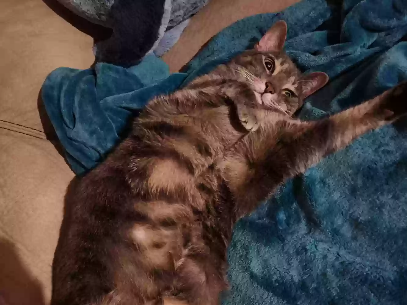 adoptable Cat in Acworth,GA named Luna