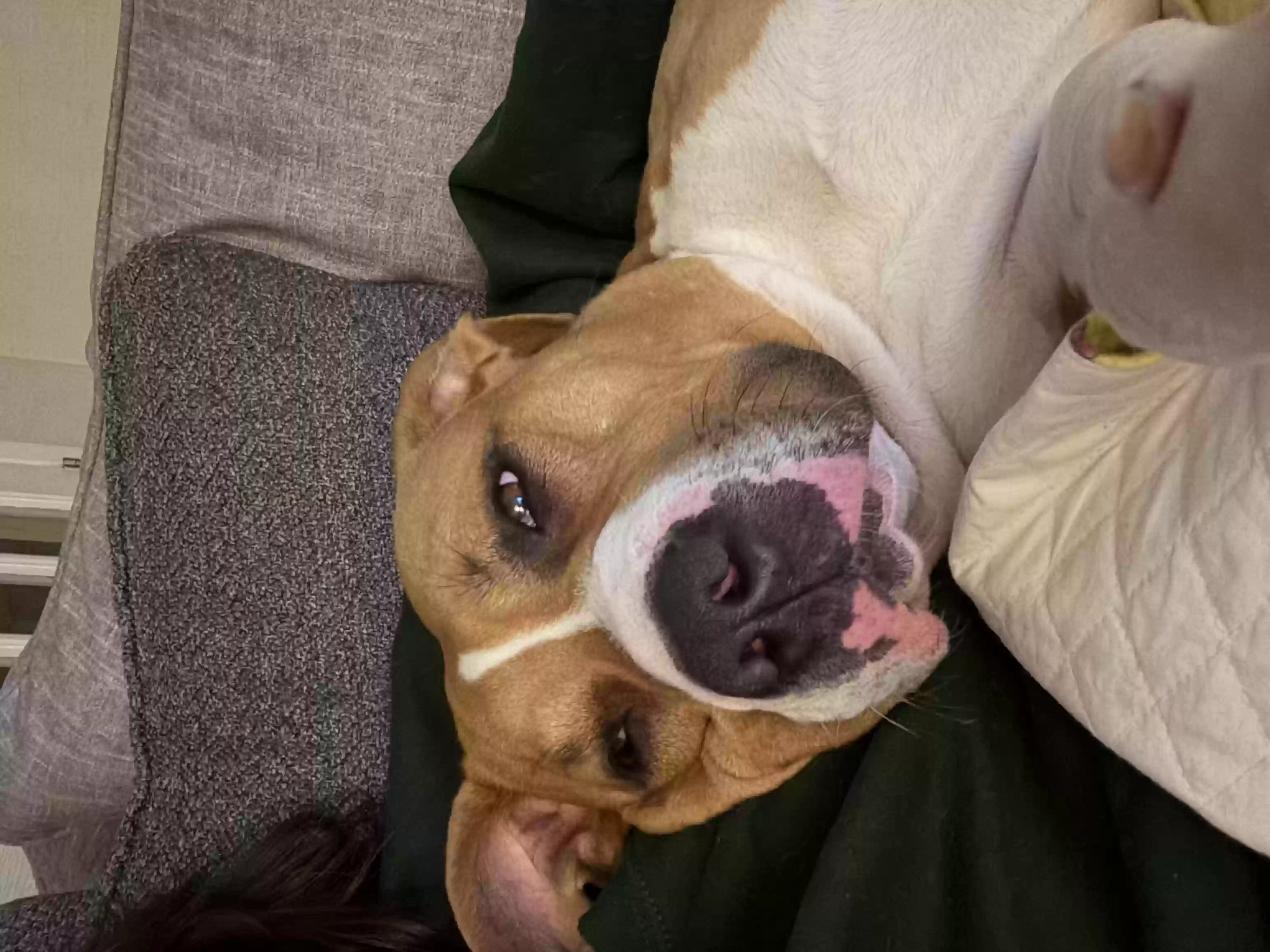 adoptable Dog in Marietta,GA named Parker