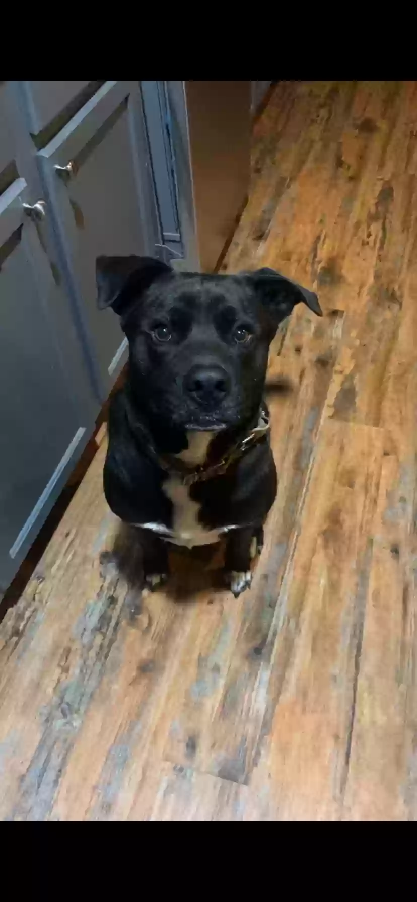 adoptable Dog in Mentone,AL named Captain