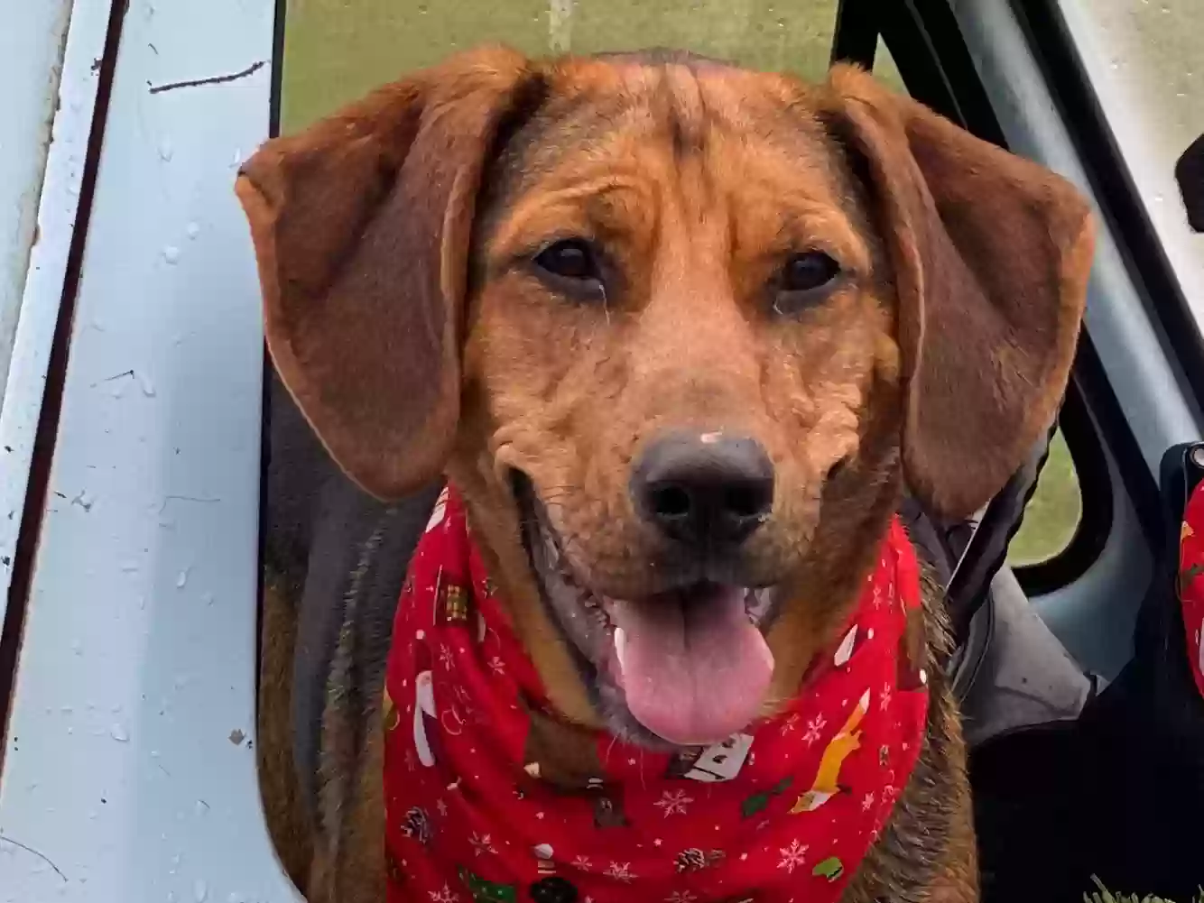 adoptable Dog in Carnation,WA named Luna
