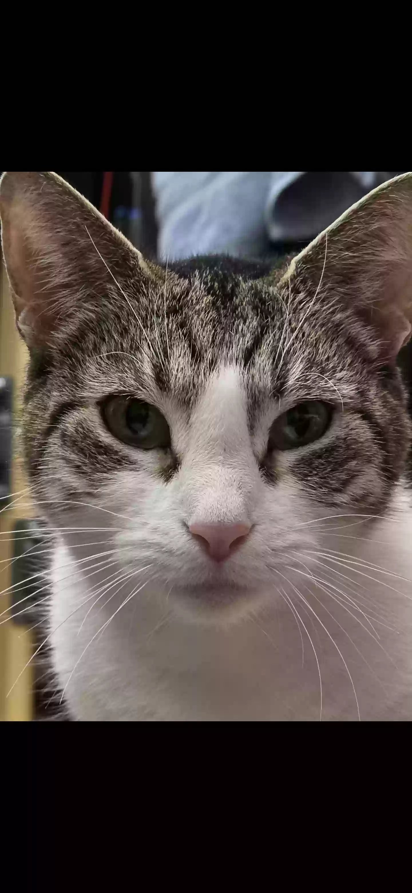 adoptable Cat in Jamaica,NY named Nuna