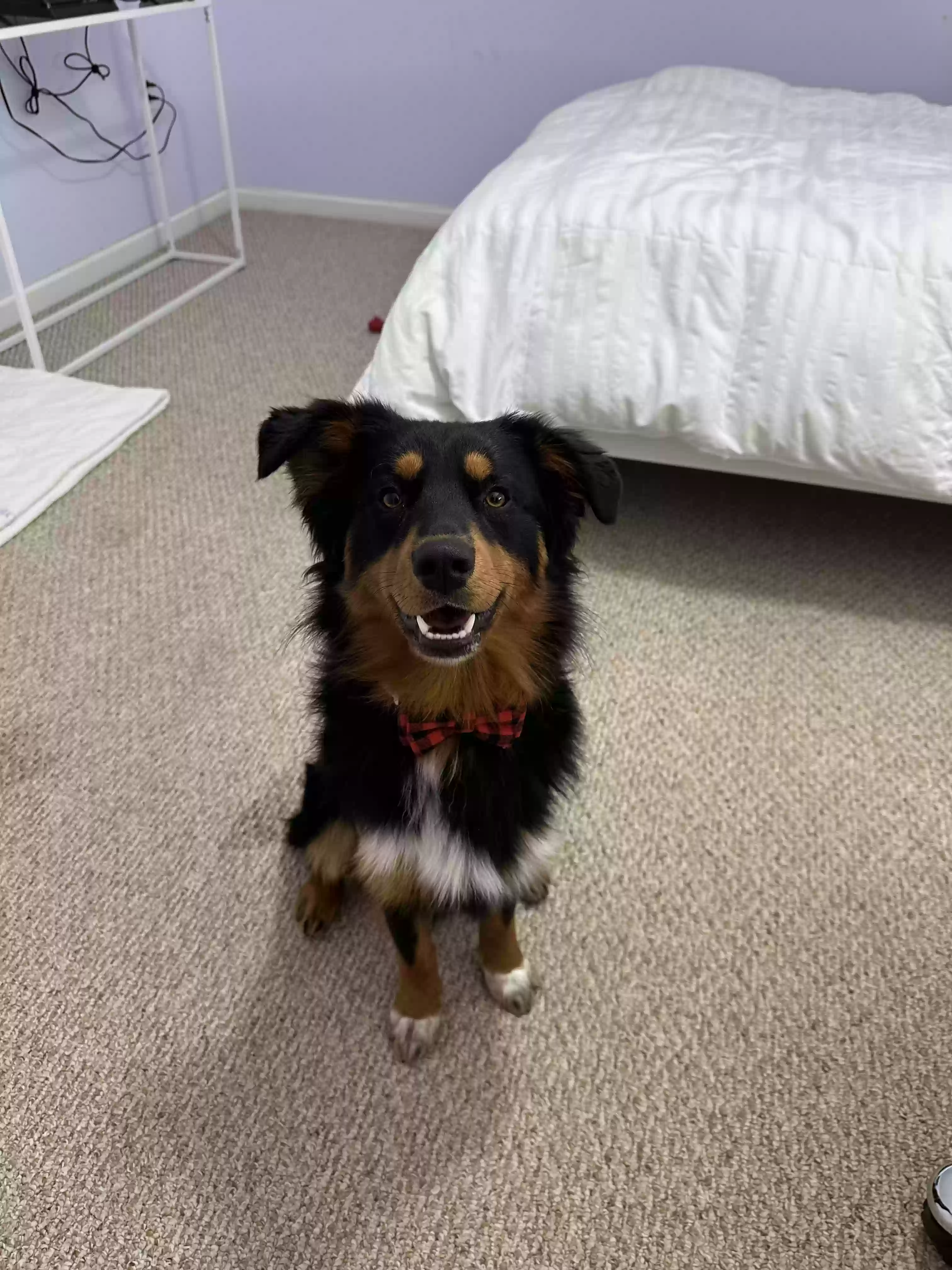 adoptable Dog in San Francisco,CA named Cooper