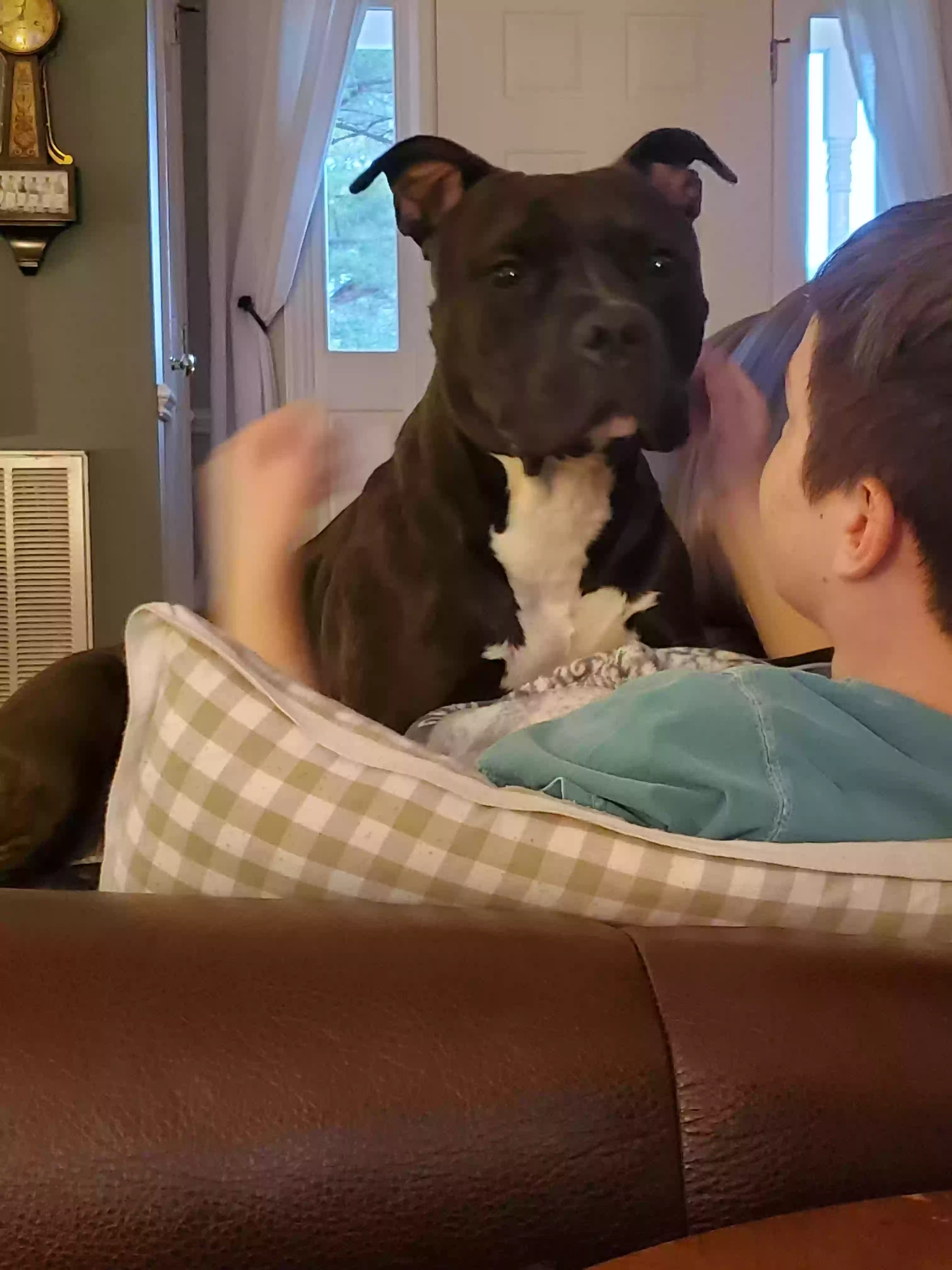 adoptable Dog in Garner,NC named Vader