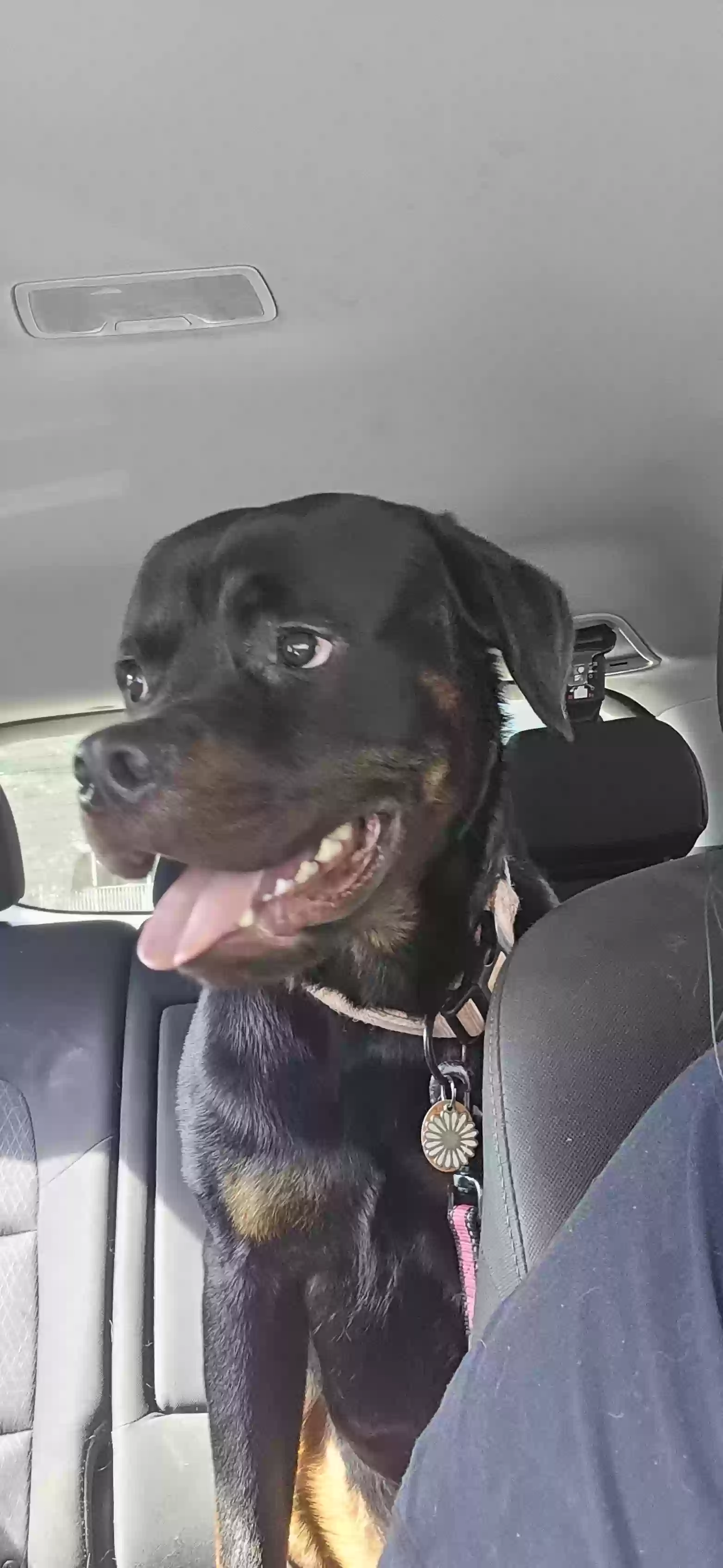 adoptable Dog in Durham,NC named Daemon