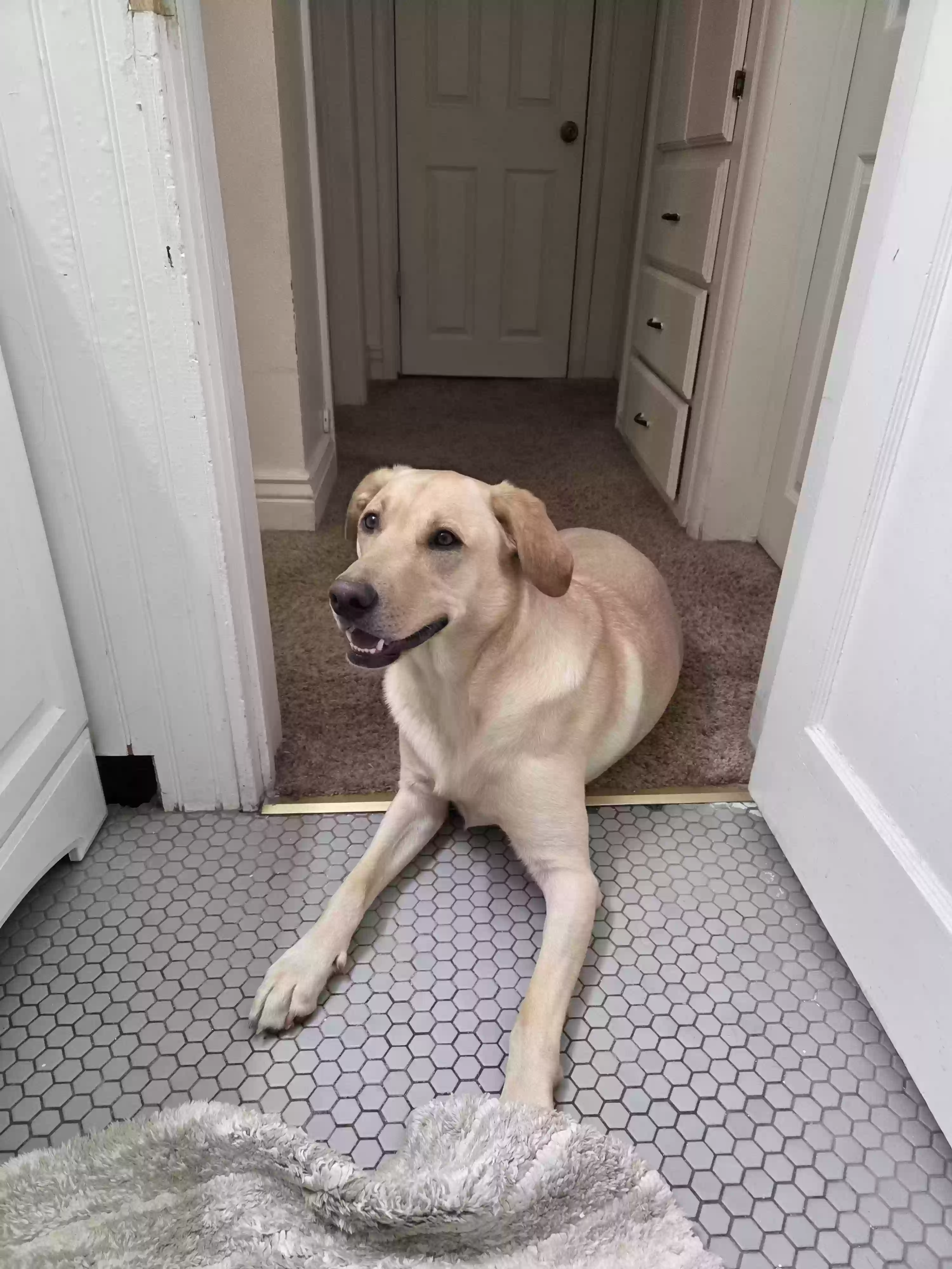 adoptable Dog in Lehi,UT named Reggie