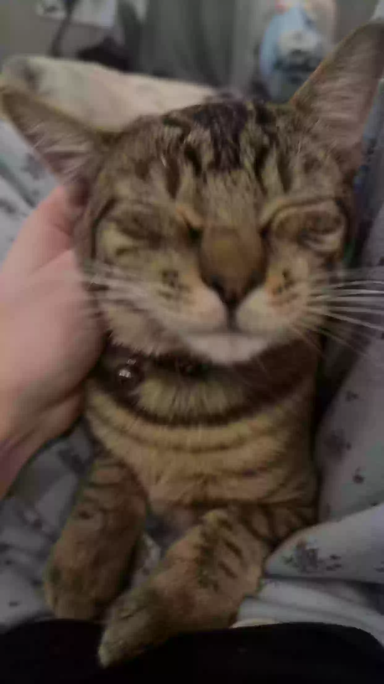 adoptable Cat in Weatherford,OK named David