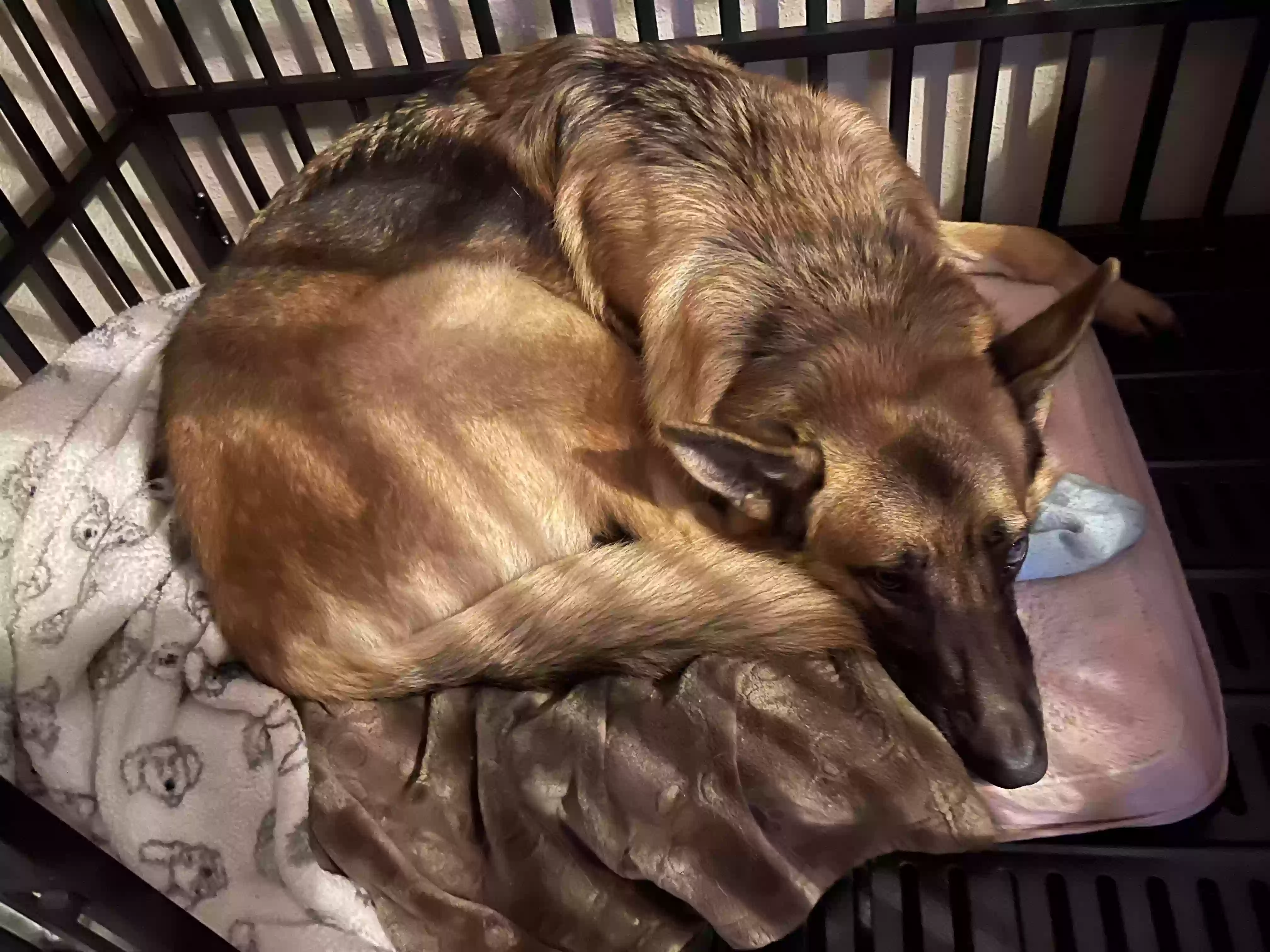 adoptable Dog in Land O Lakes,FL named Willy