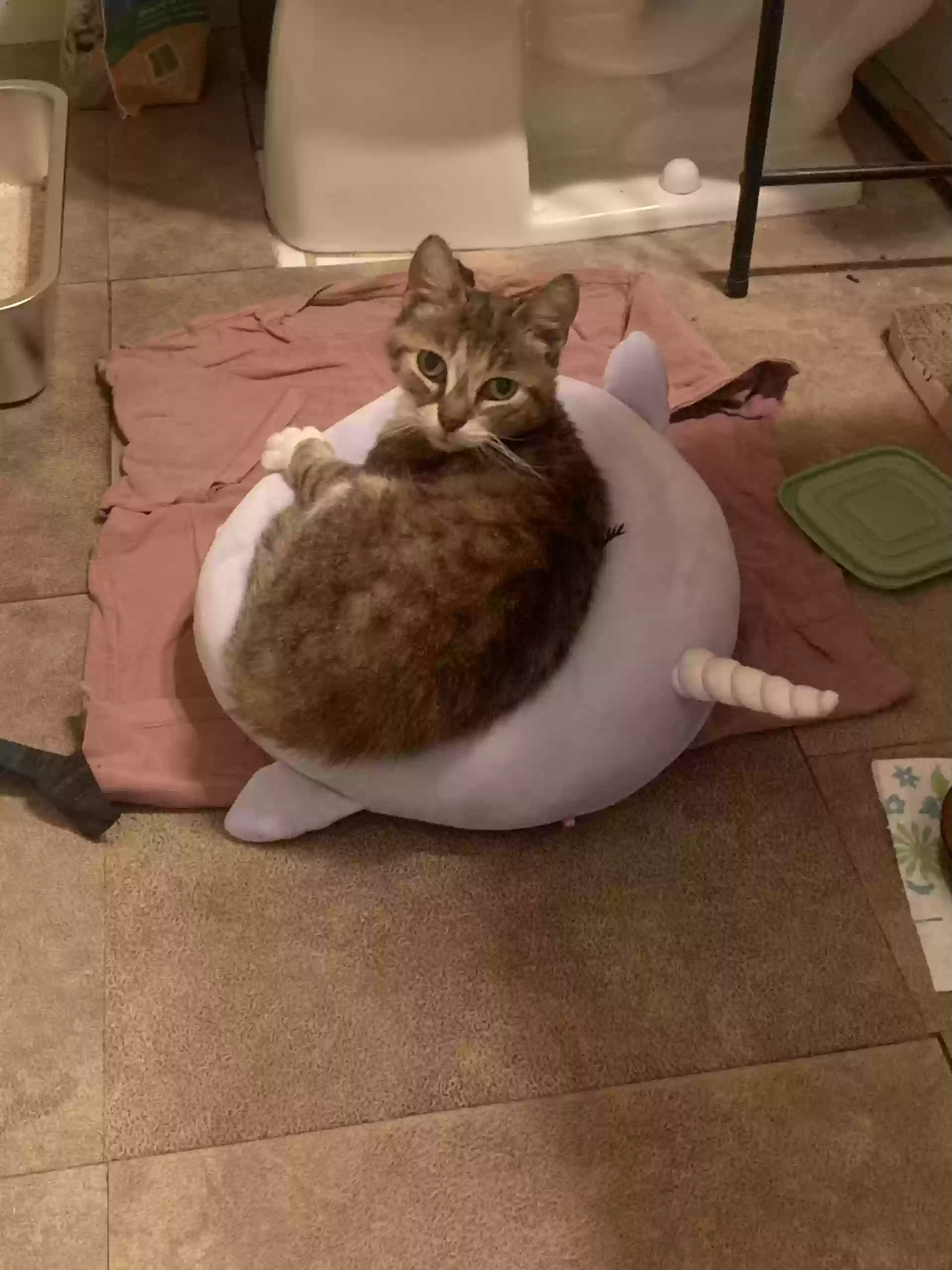 adoptable Cat in Fort Lauderdale,FL named Kitty