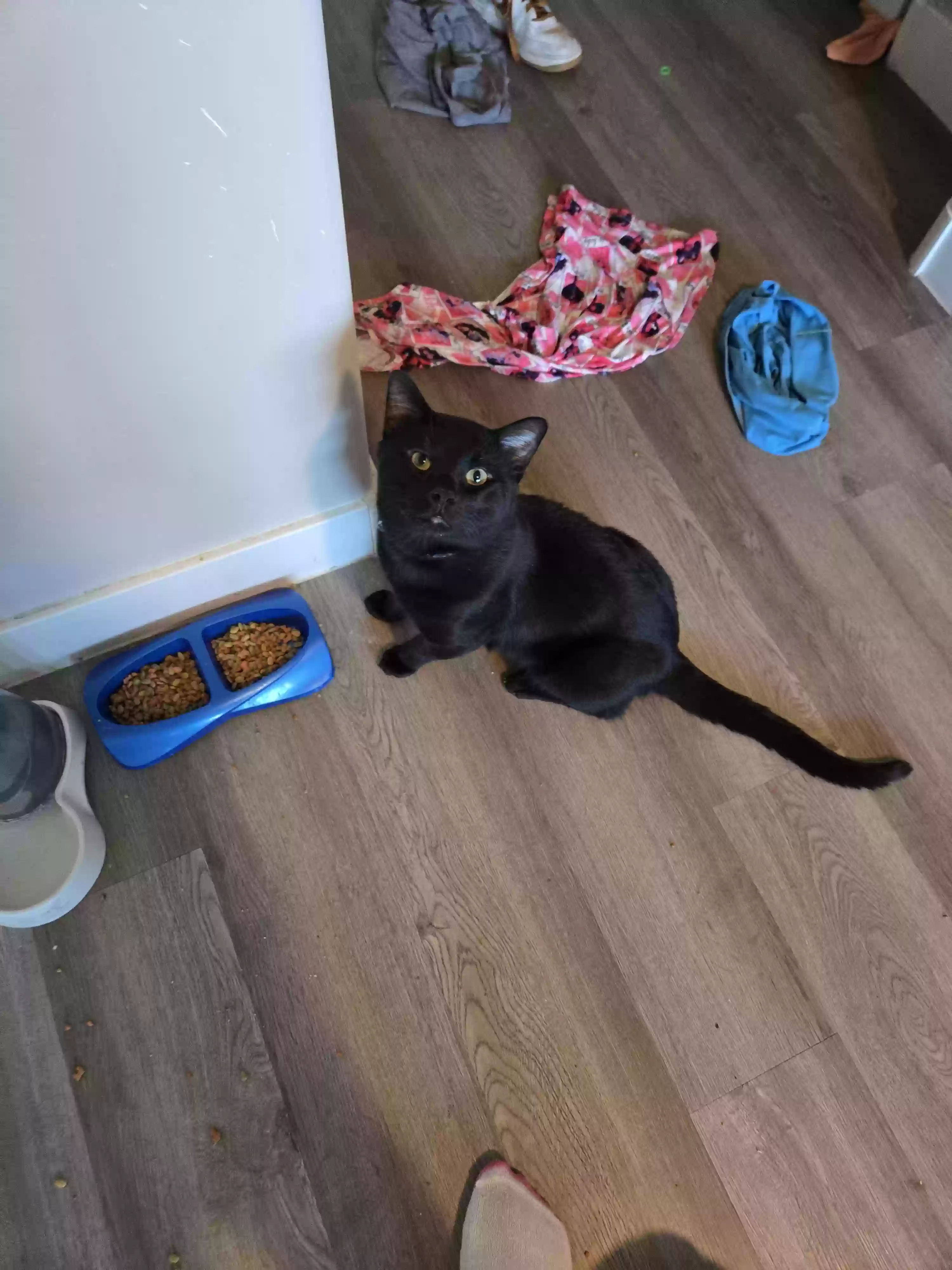 adoptable Cat in Prescott Valley,AZ named Midnight