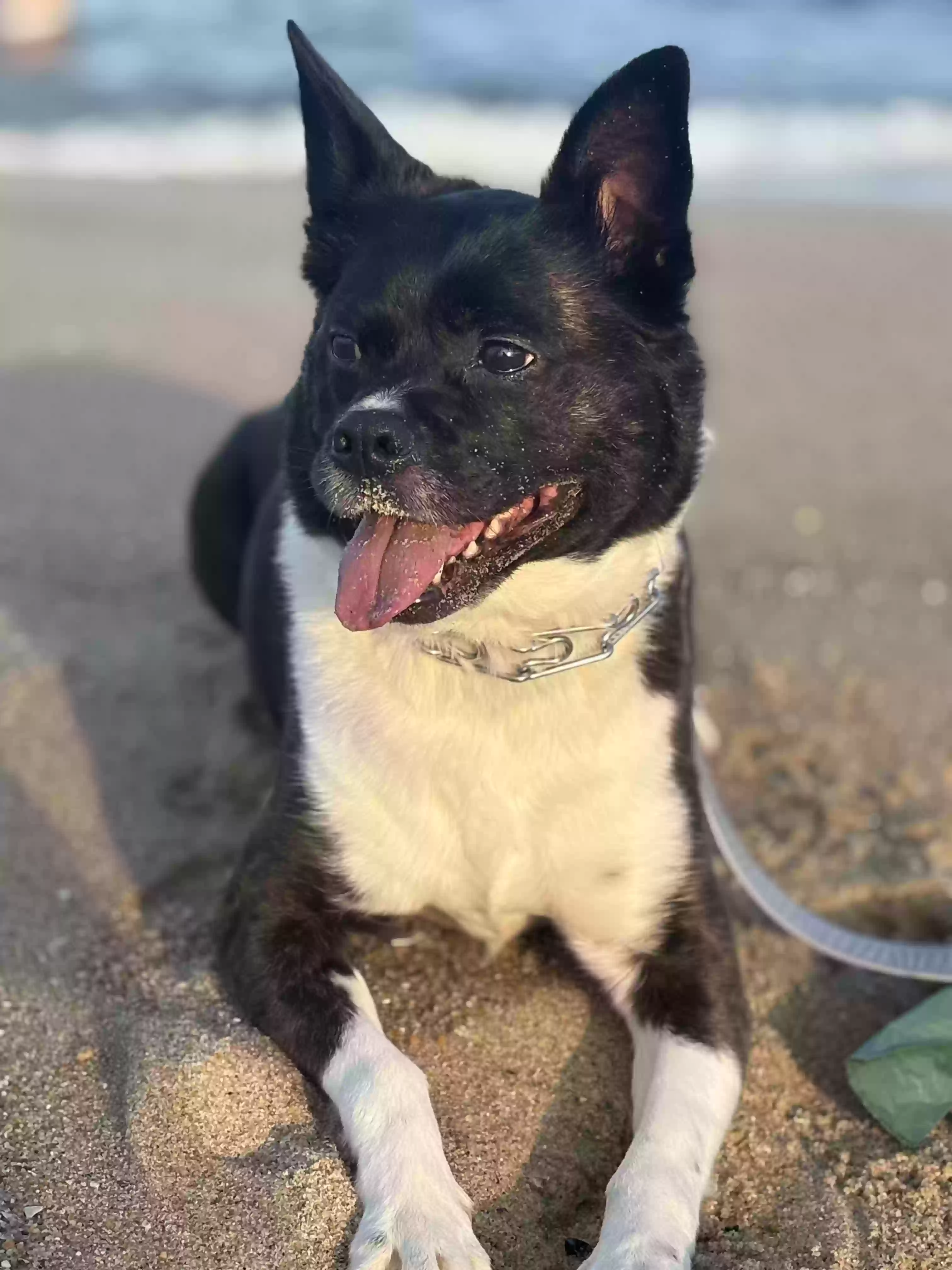 adoptable Dog in Jersey City,NJ named Roo