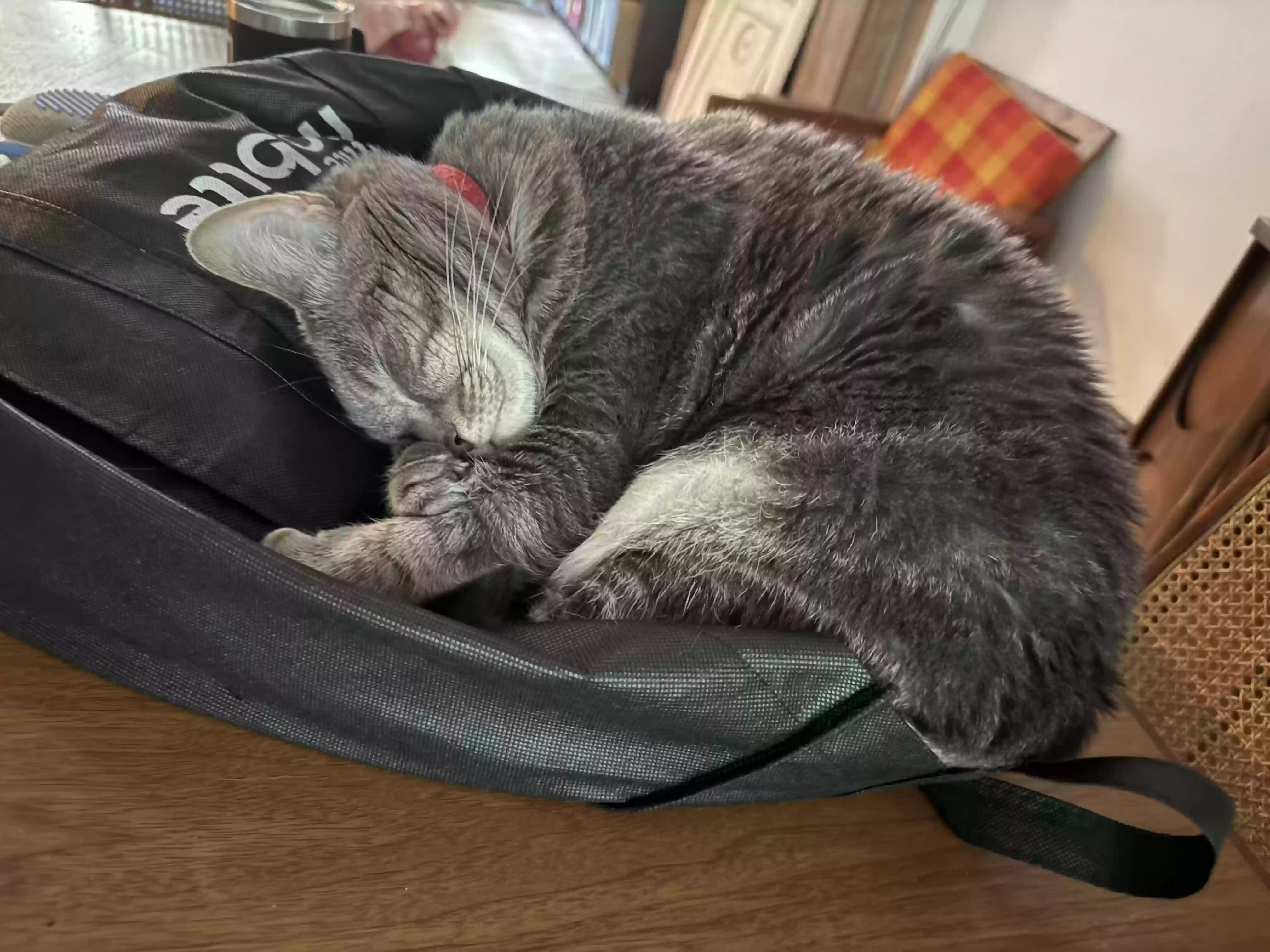 adoptable Cat in Brooklyn,NY named William