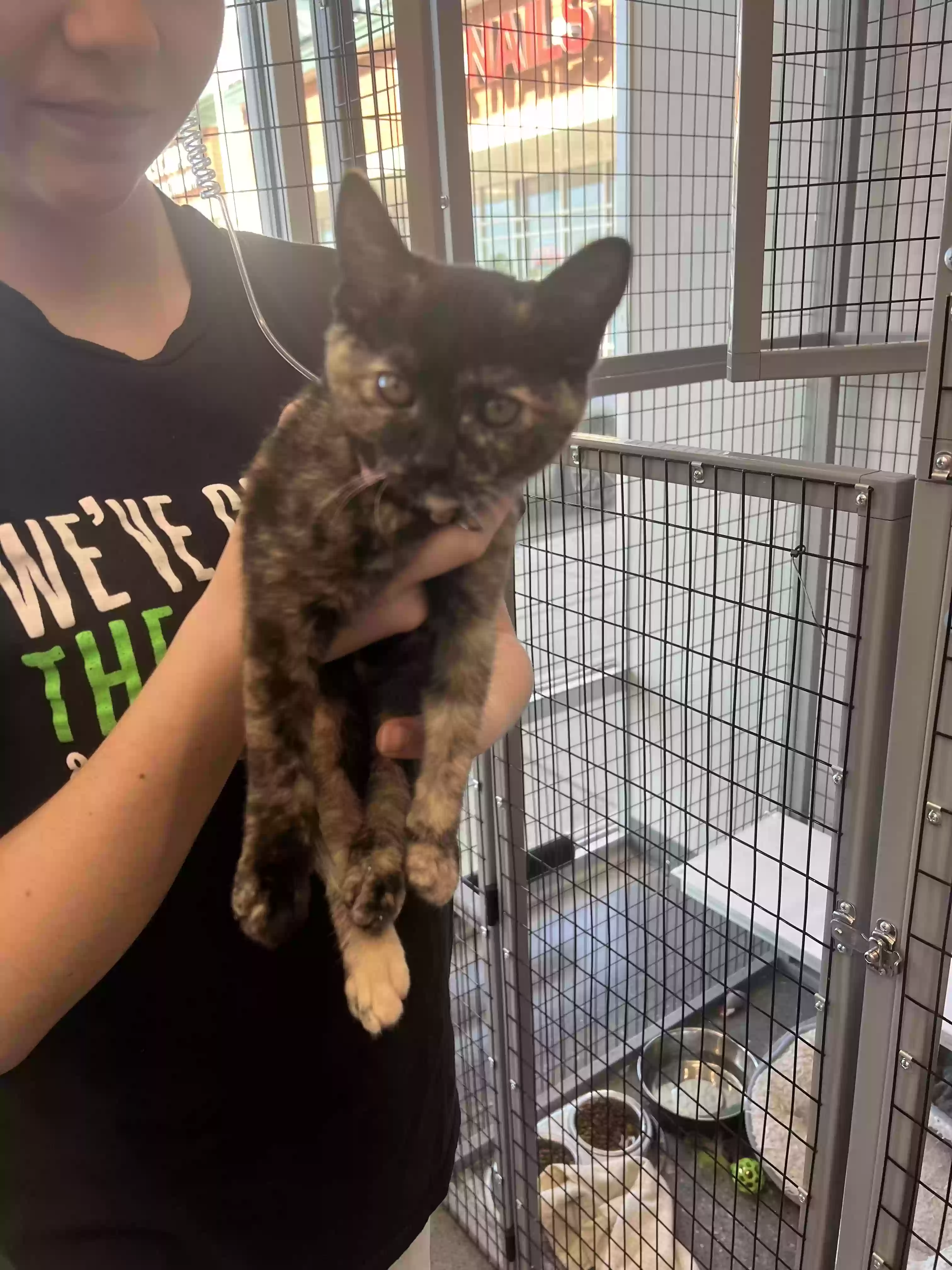 adoptable Cat in Rockford,MI named Athena