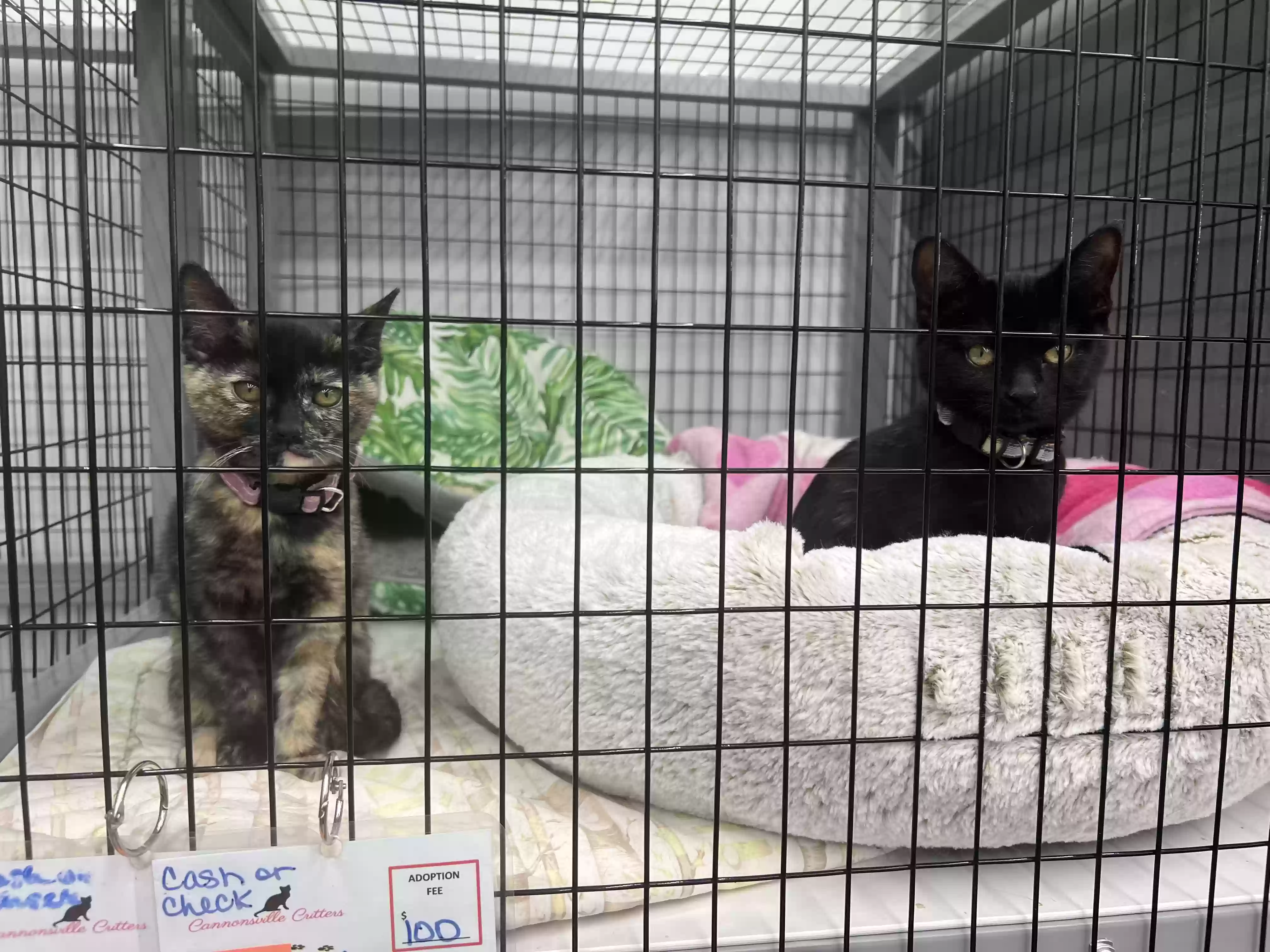 adoptable Cat in Rockford,MI named Raven