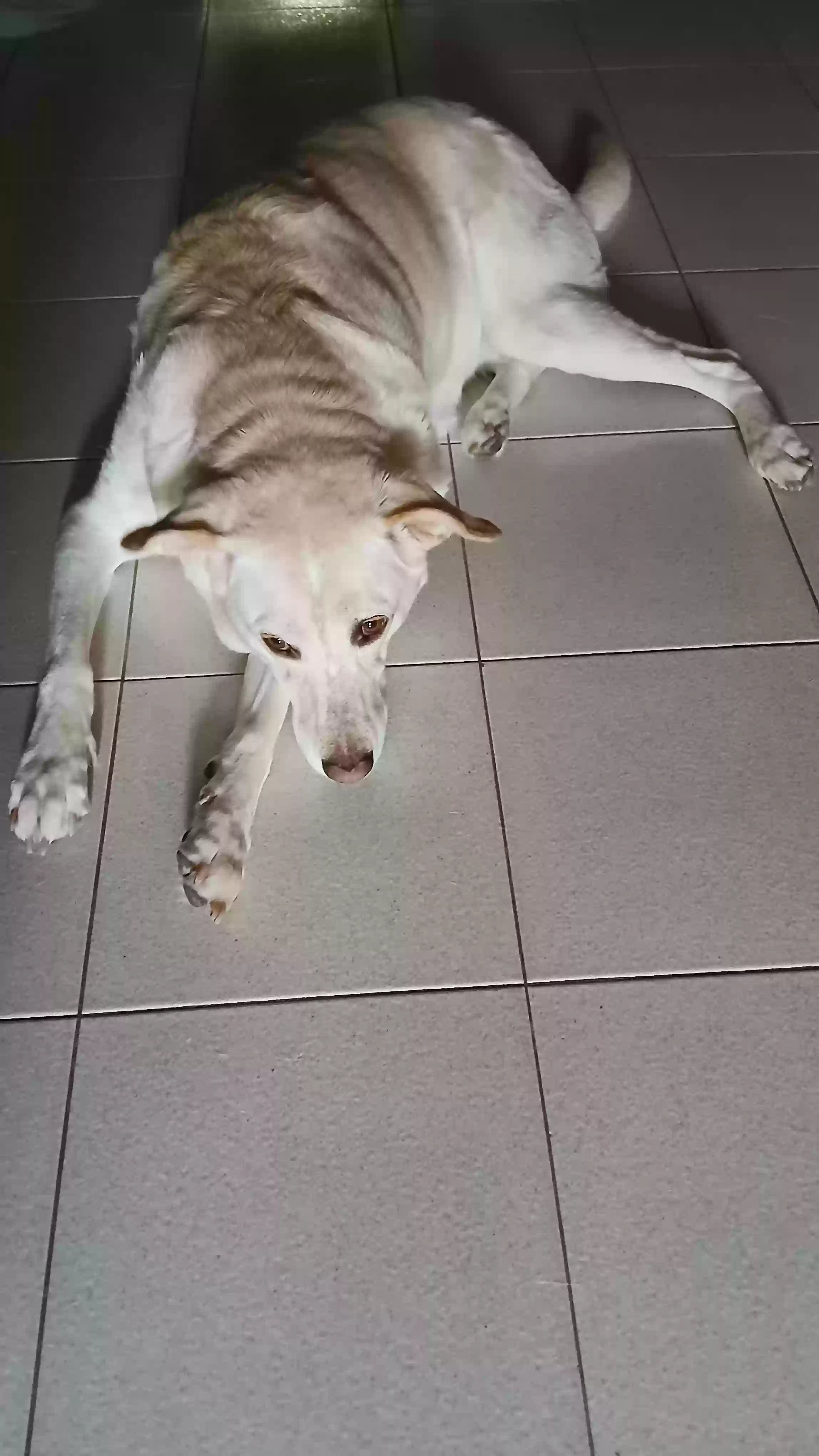 adoptable Dog in Maspeth,NY named Kairi