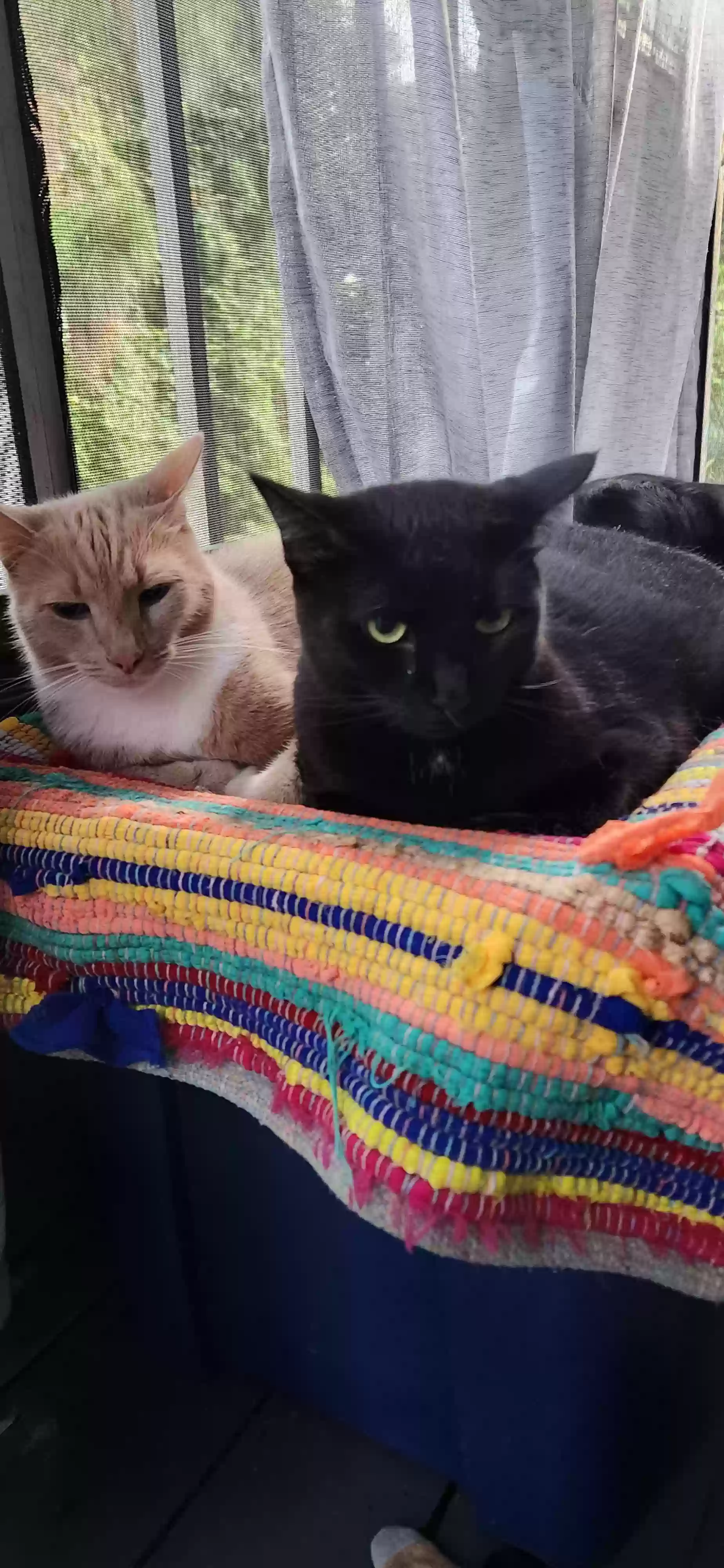 adoptable Cat in Pompano Beach,FL named Midnight