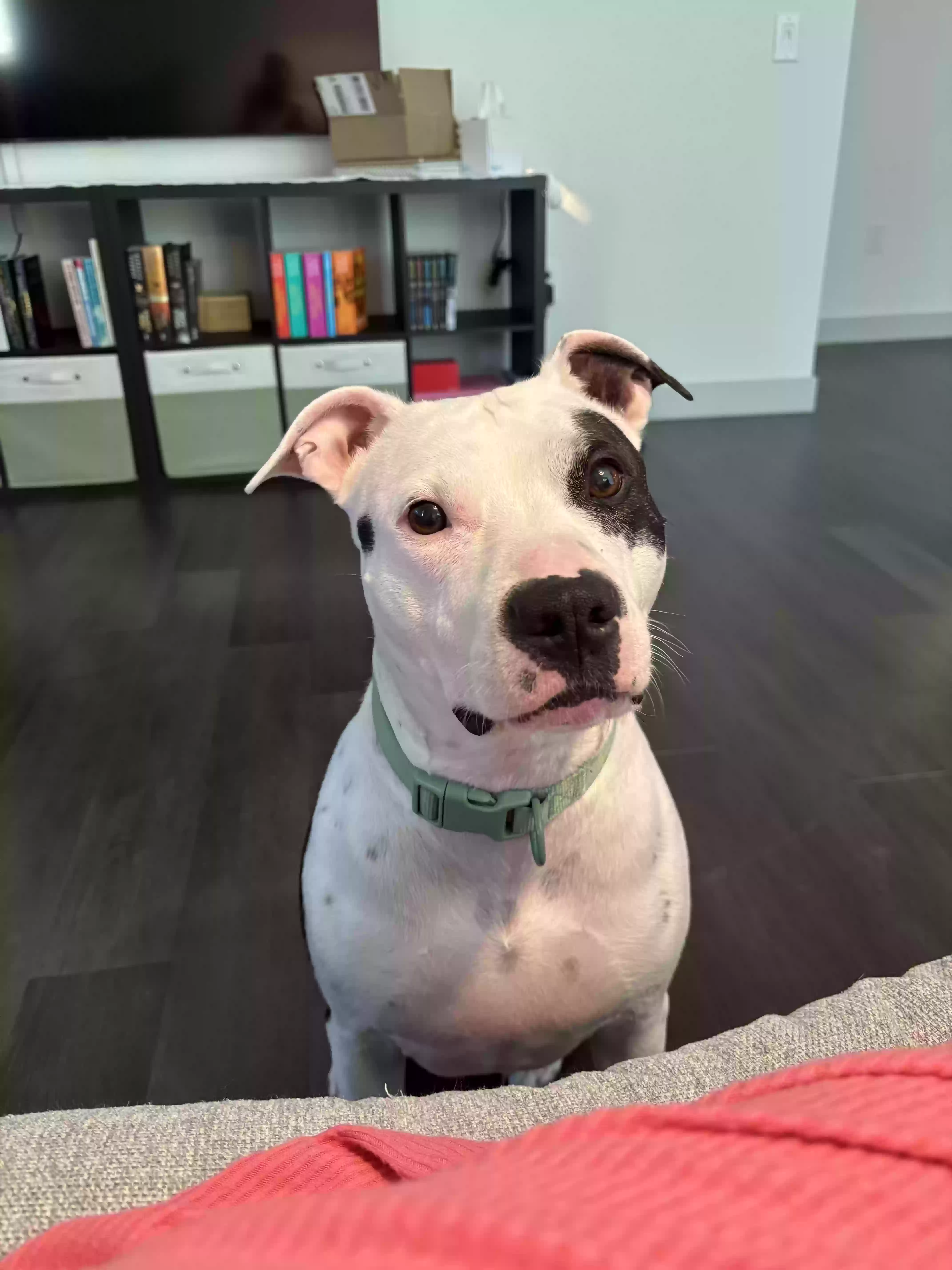 adoptable Dog in Fort Worth,TX named Haylen