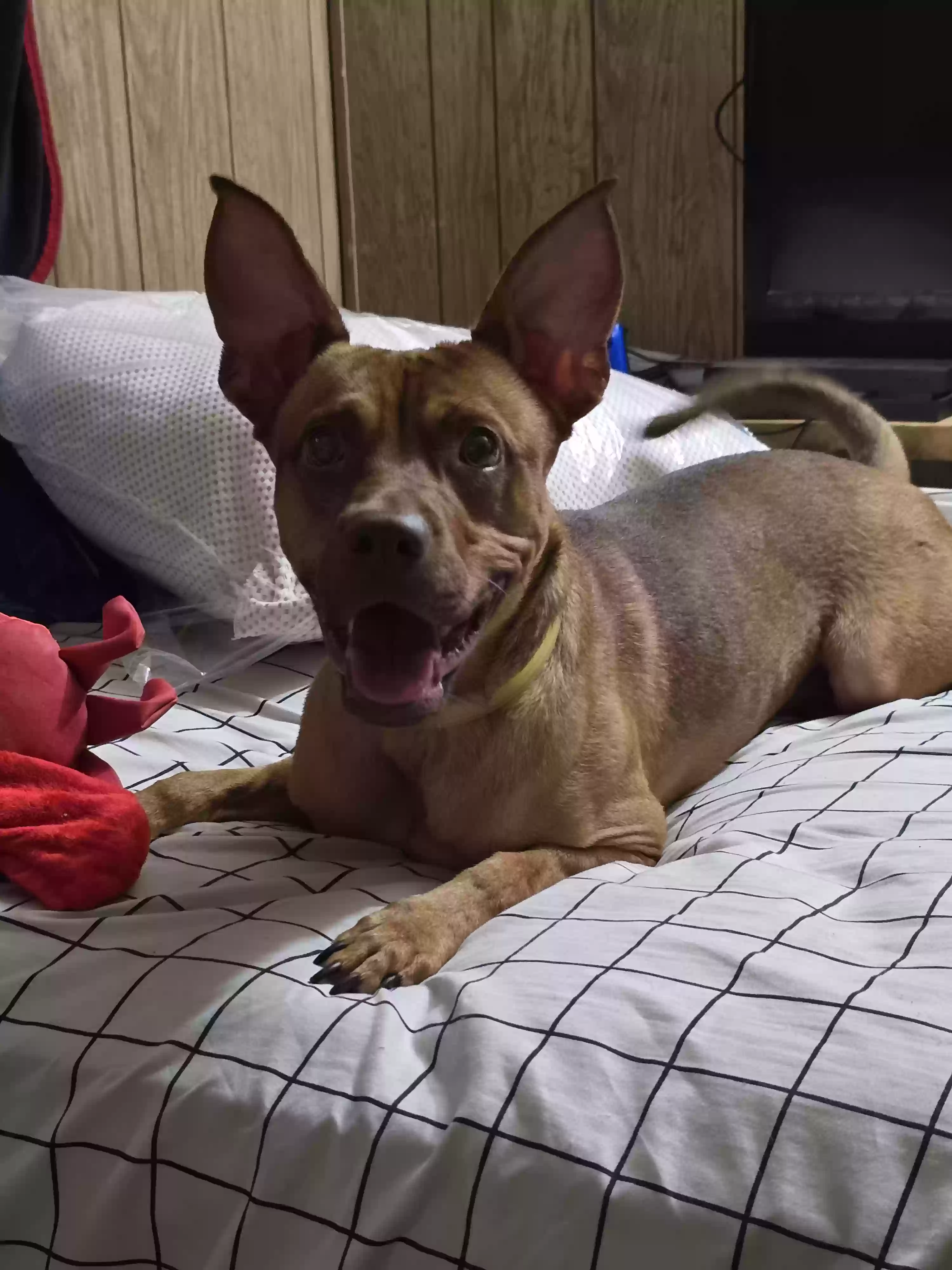adoptable Dog in Zephyrhills,FL named Cyrus