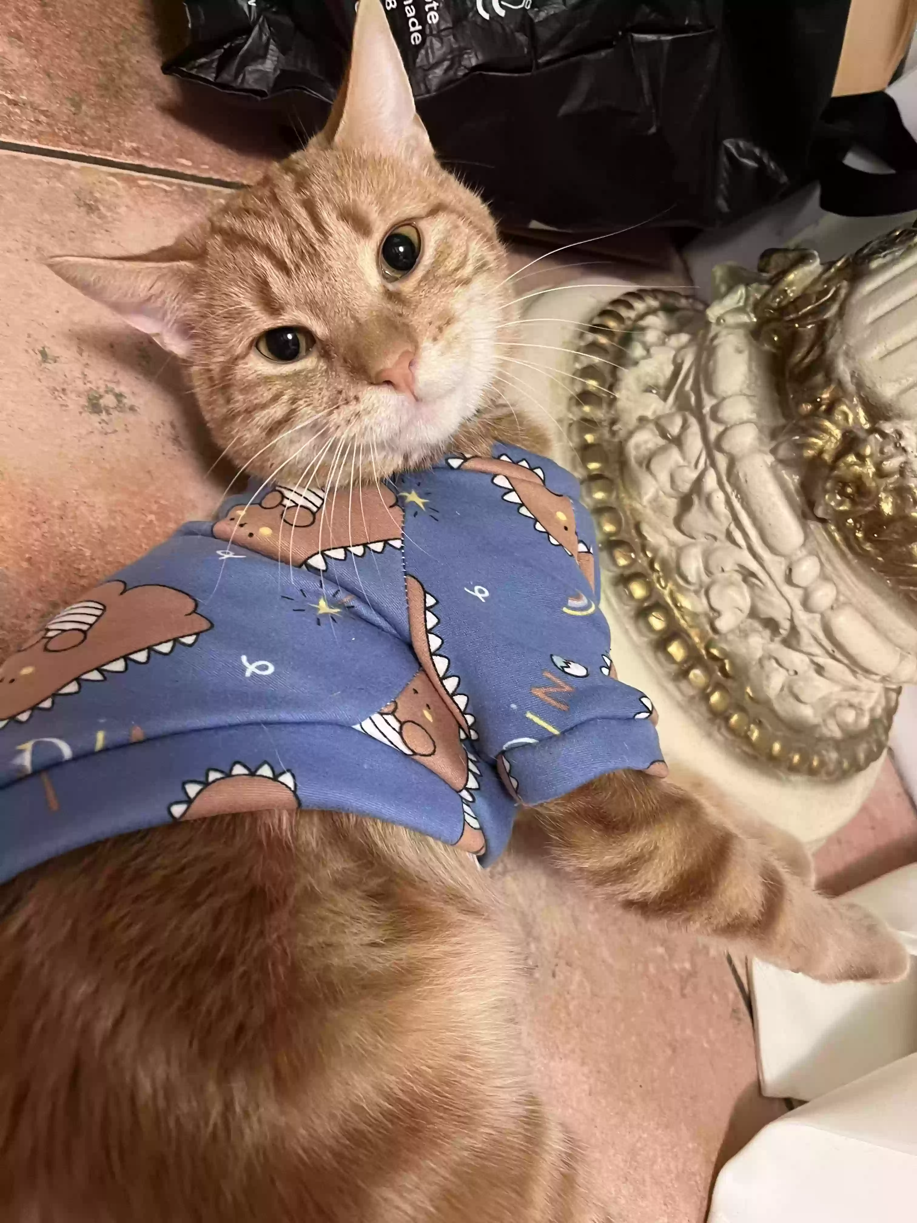 adoptable Cat in Fresh Meadows,NY named Ginger