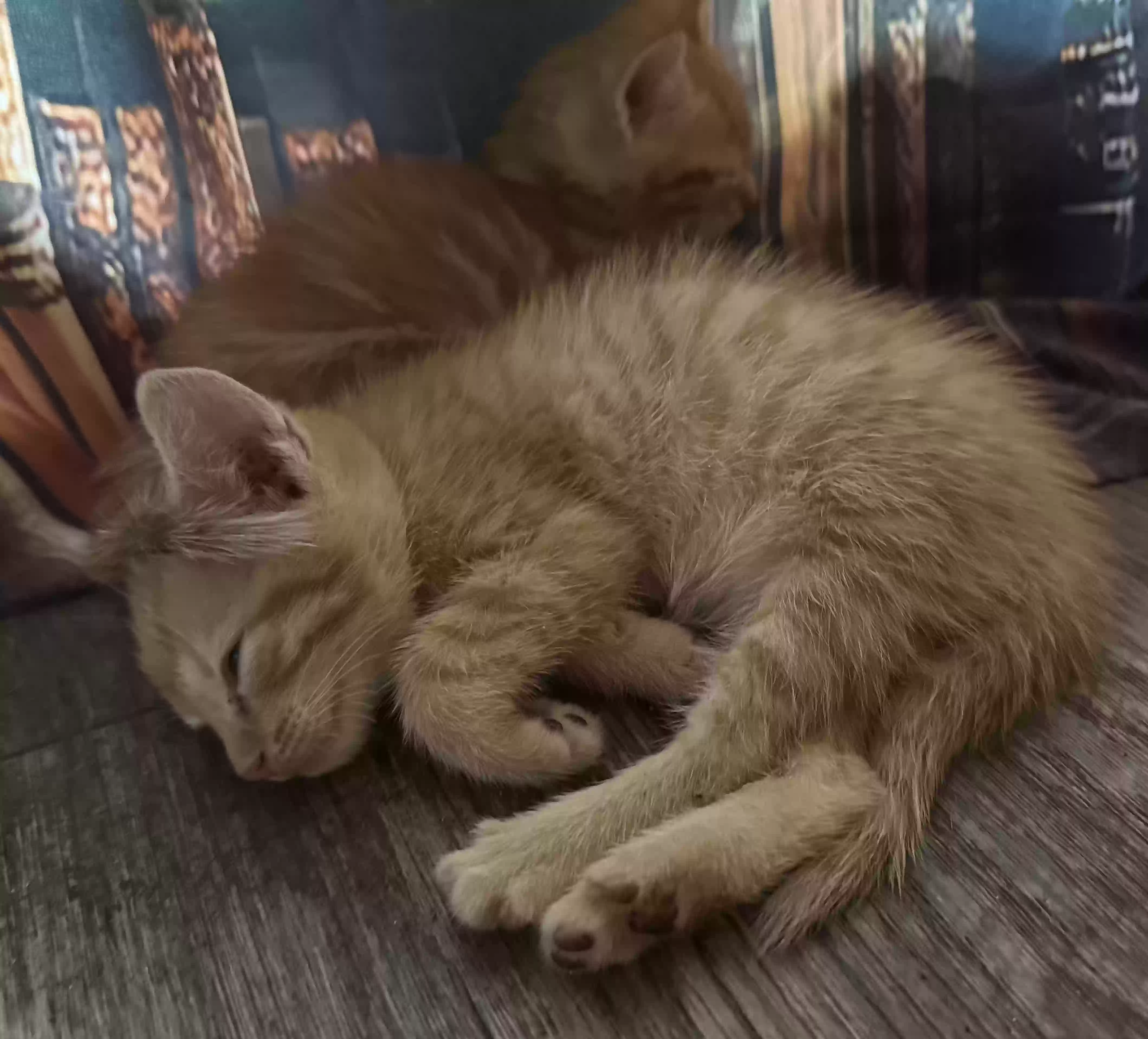 adoptable Cat in Portsmouth,VA named Kitten