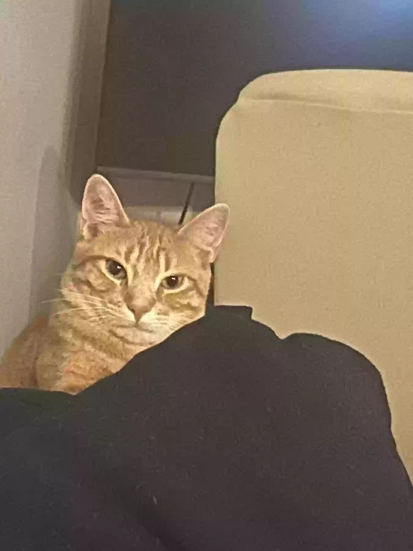 adoptable Cat in Atlanta,GA named