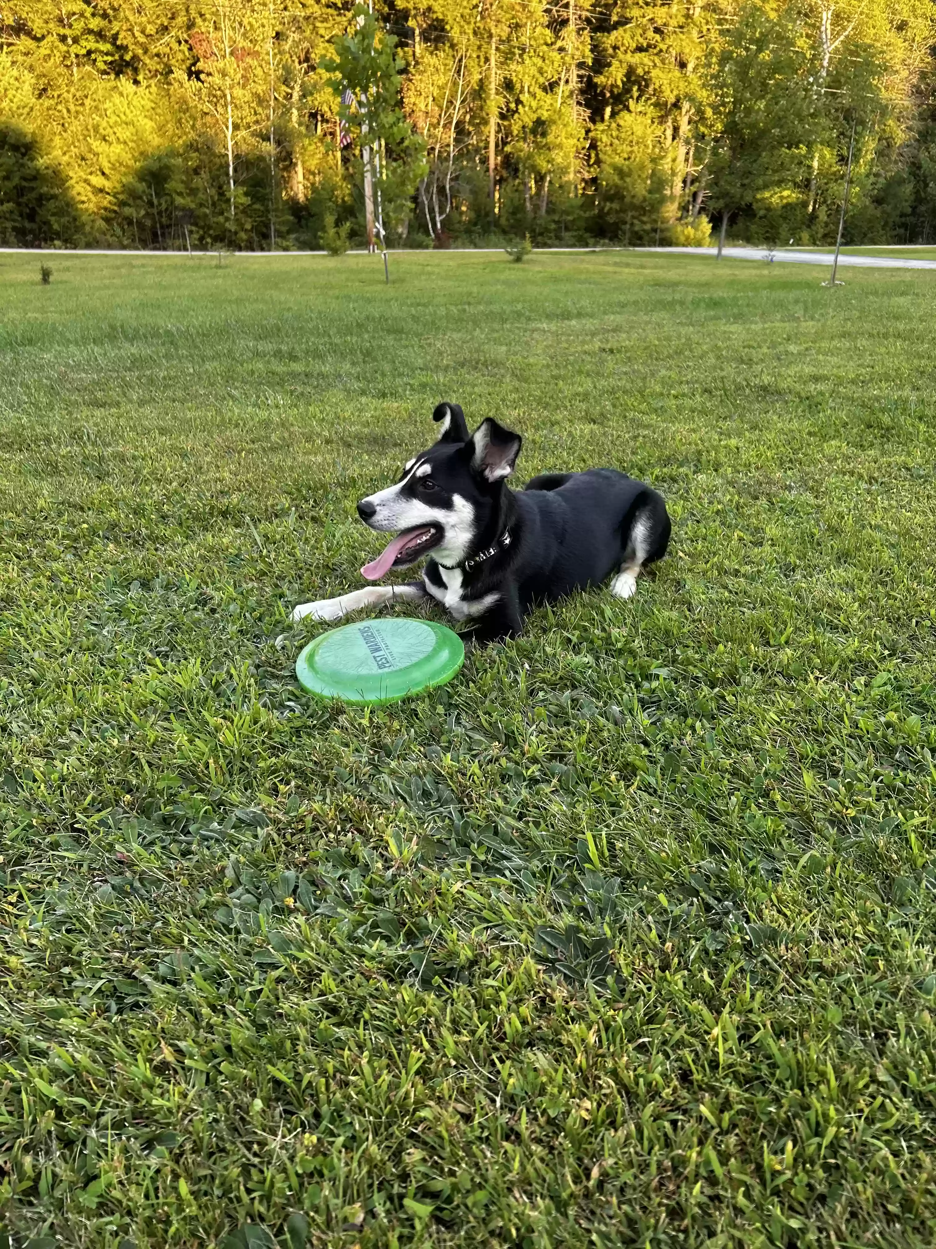 adoptable Dog in Springville,AL named Indy