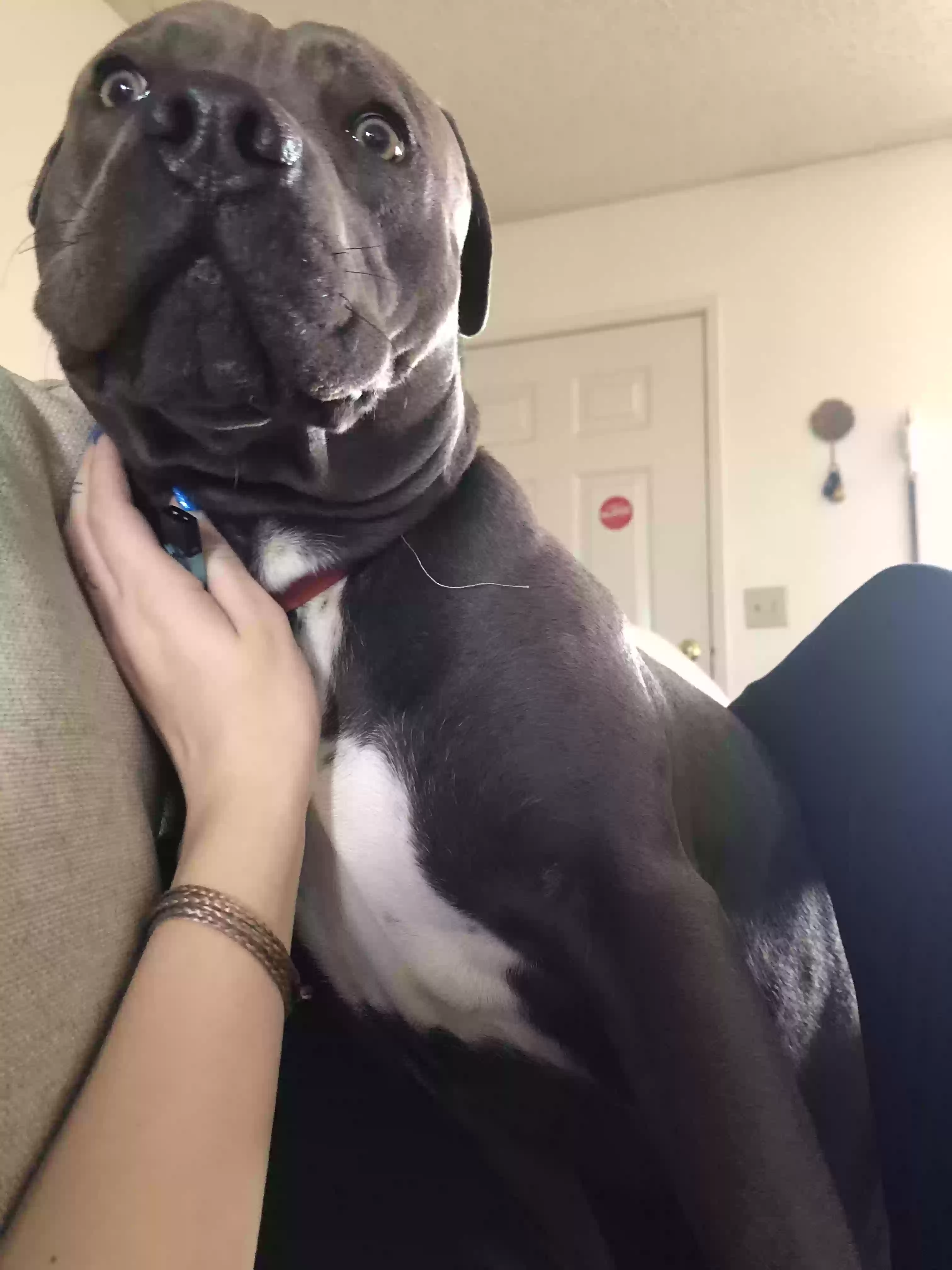 adoptable Dog in Mesa,AZ named Scrim