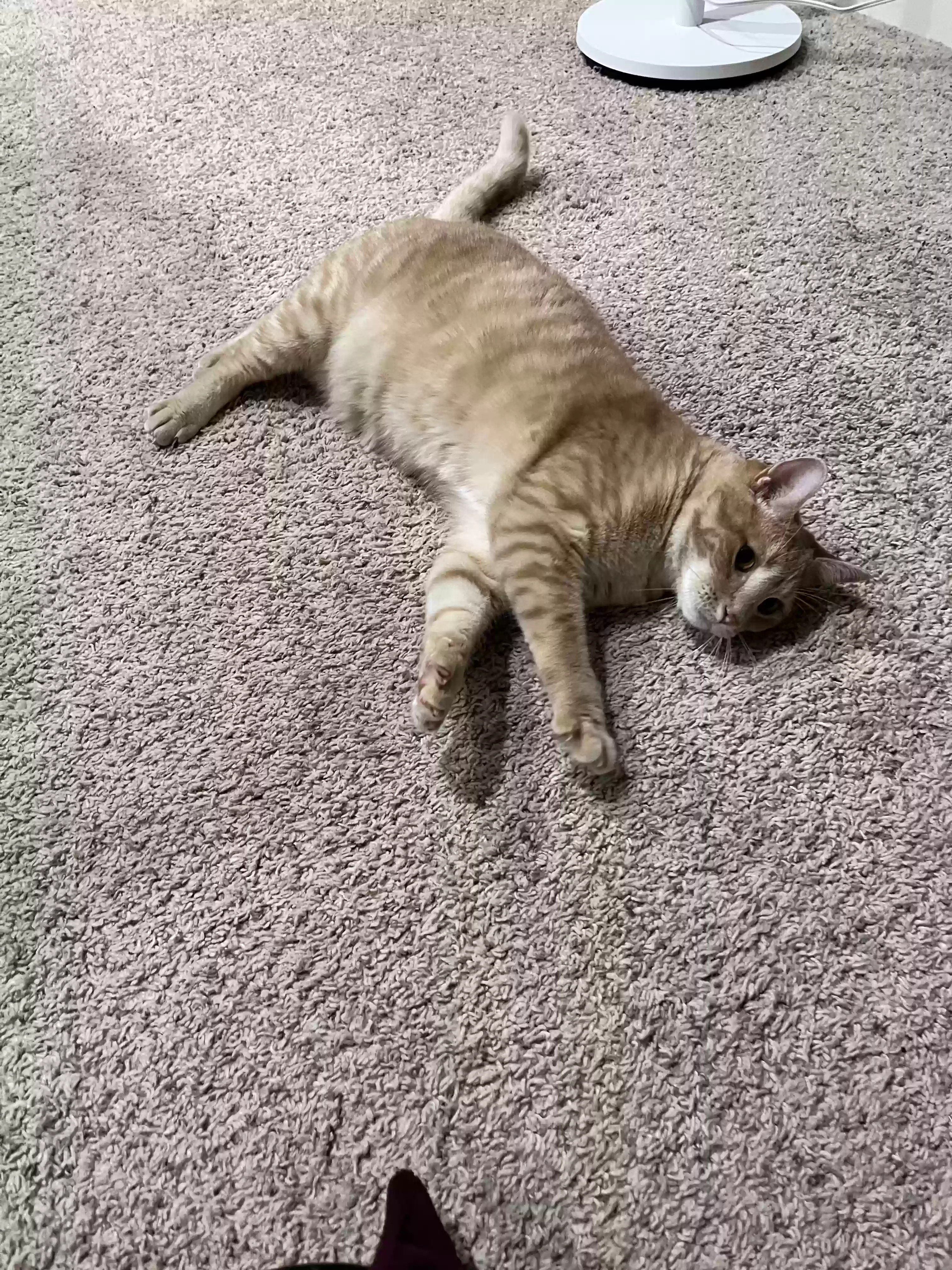 adoptable Cat in Holt,MI named Miles