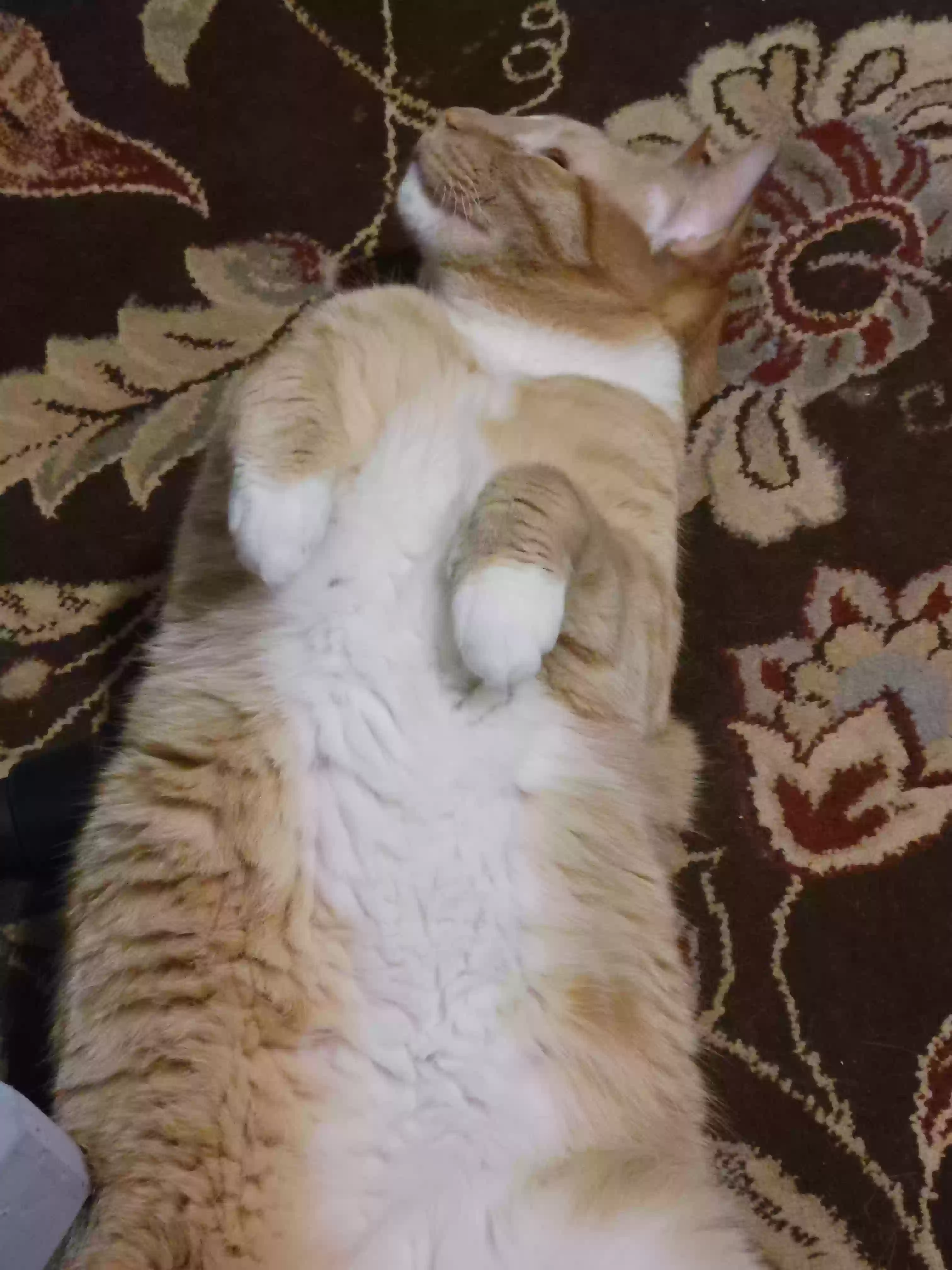 adoptable Cat in Raleigh,NC named Bootsy