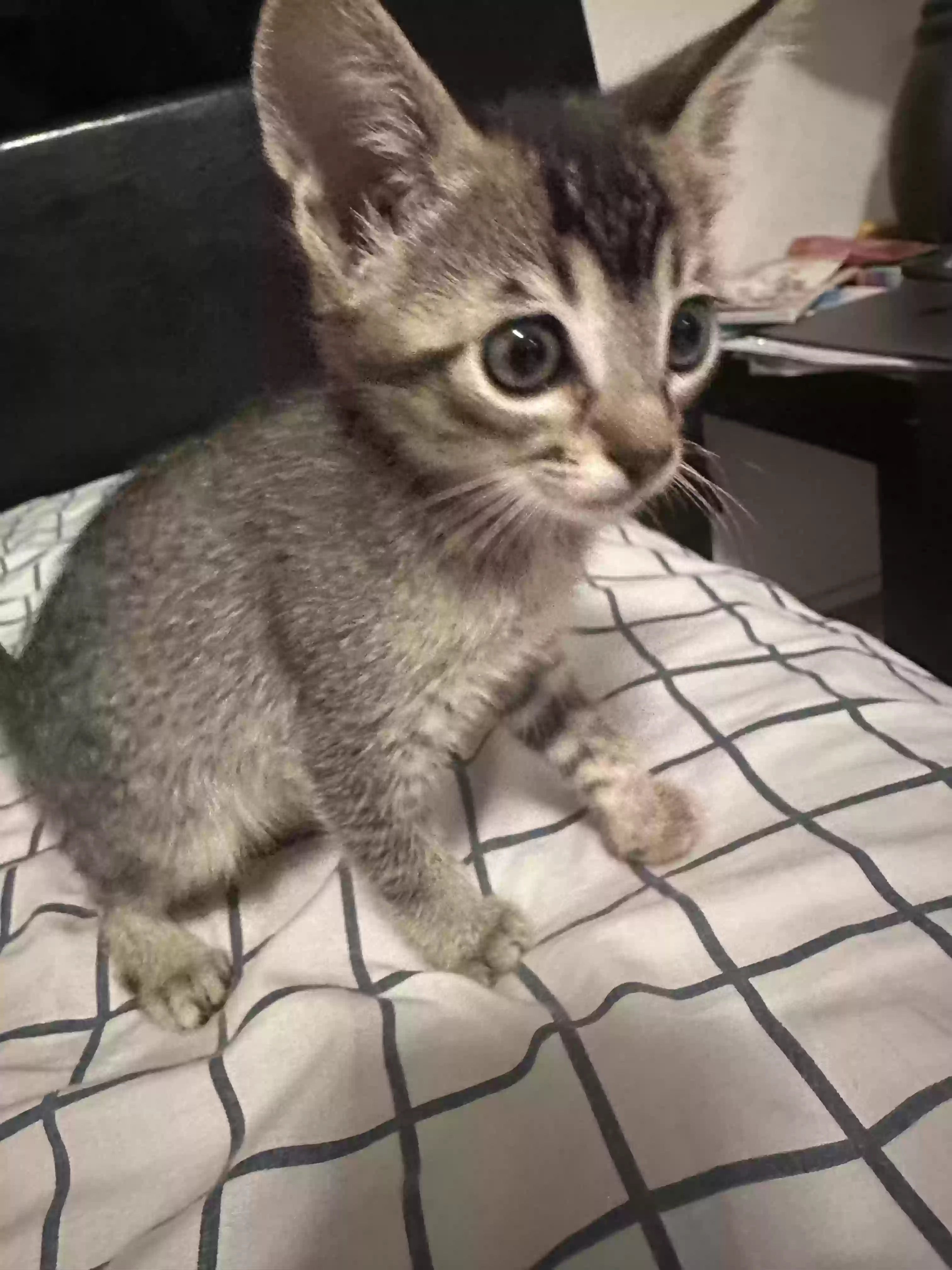 adoptable Cat in Modesto,CA named Four kittens