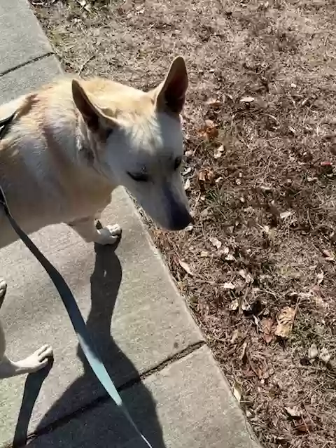adoptable Dog in Concord,CA named Lupo