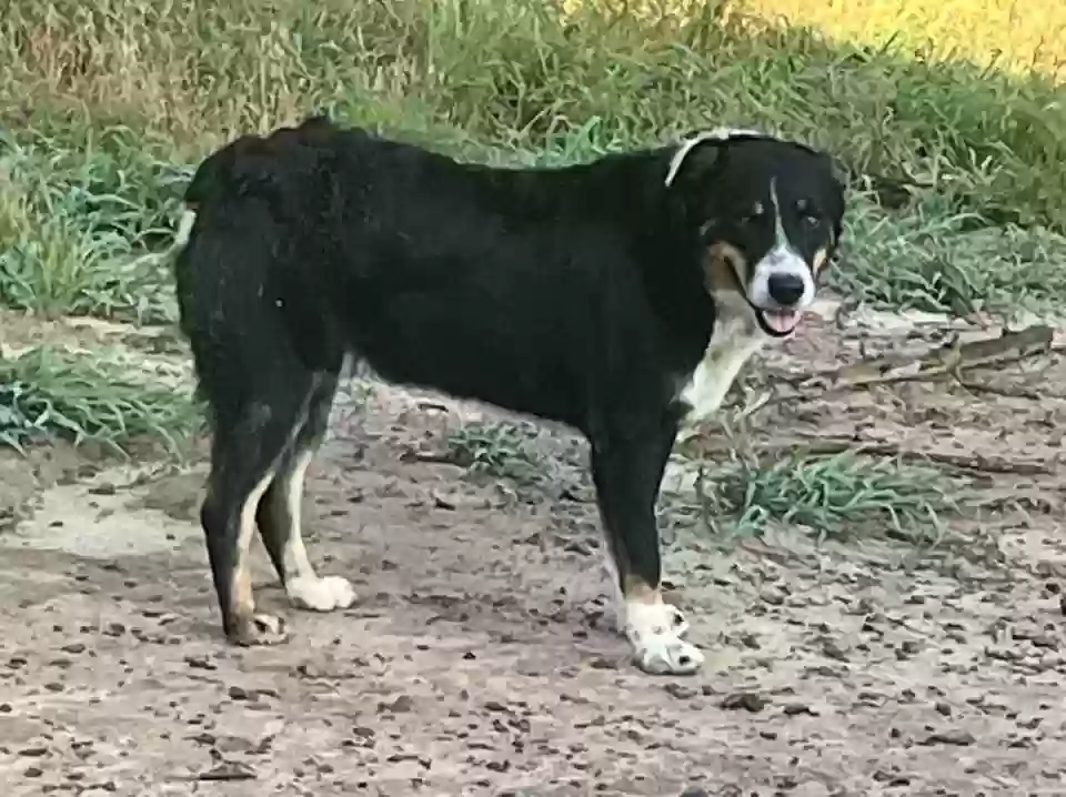 adoptable Dog in Dardanelle,AR named Ace