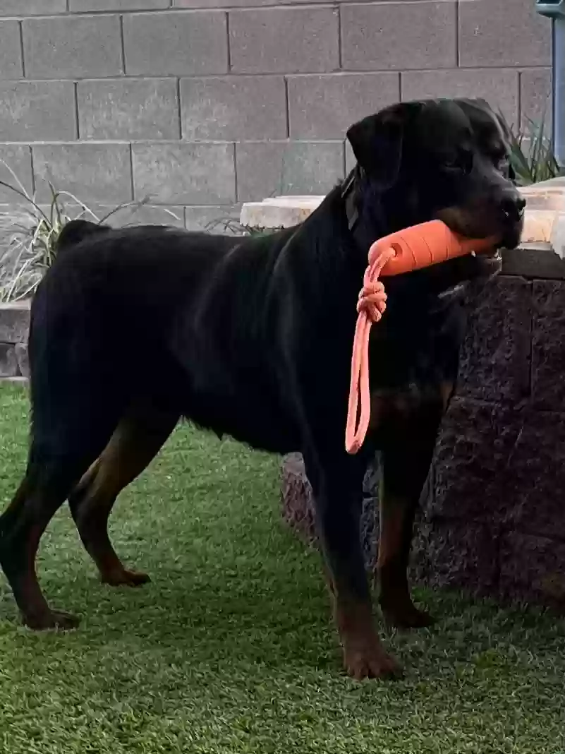 adoptable Dog in North Las Vegas,NV named Max