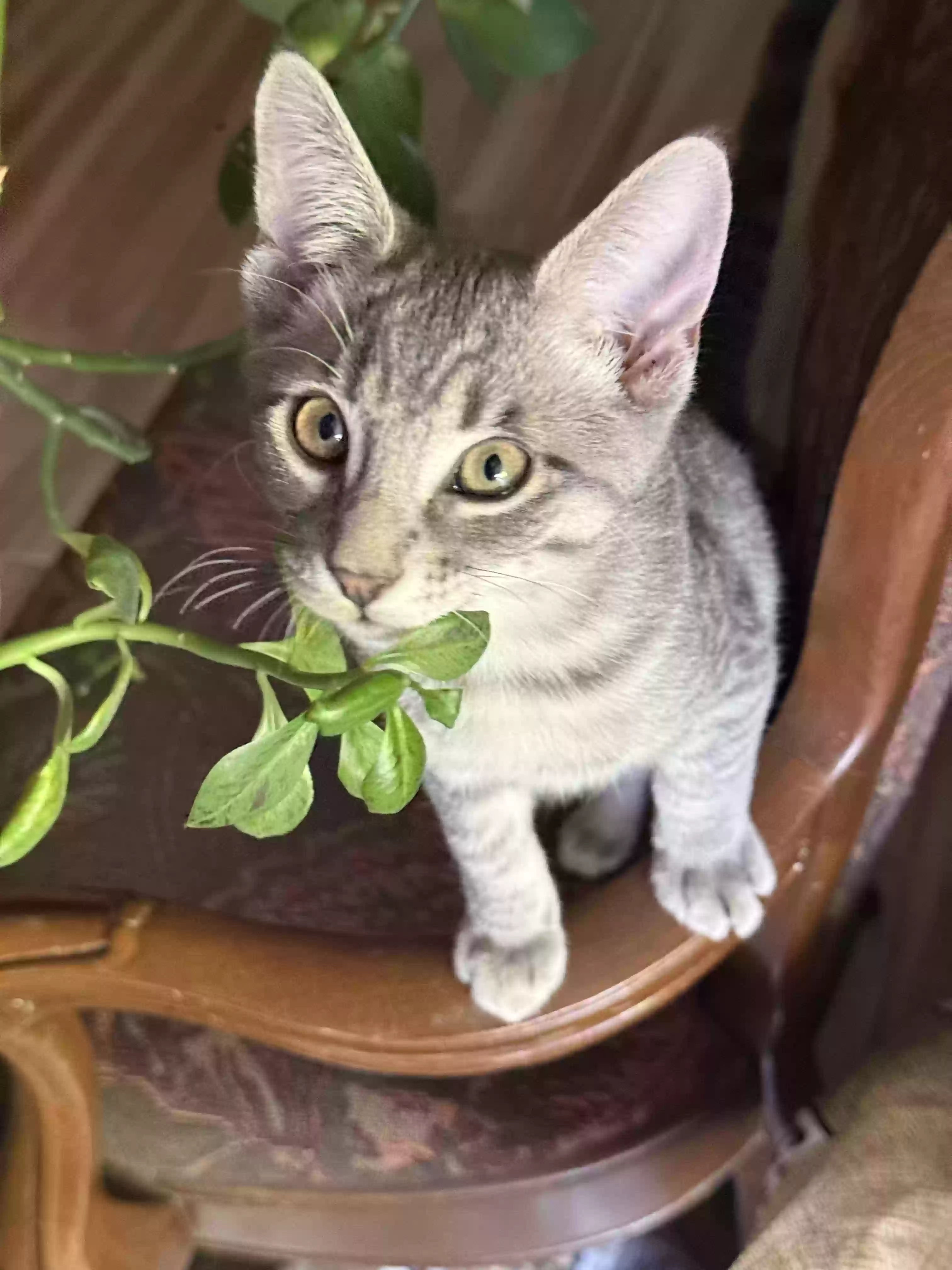 adoptable Cat in Litchfield Park,AZ named Grabie (Gray B)