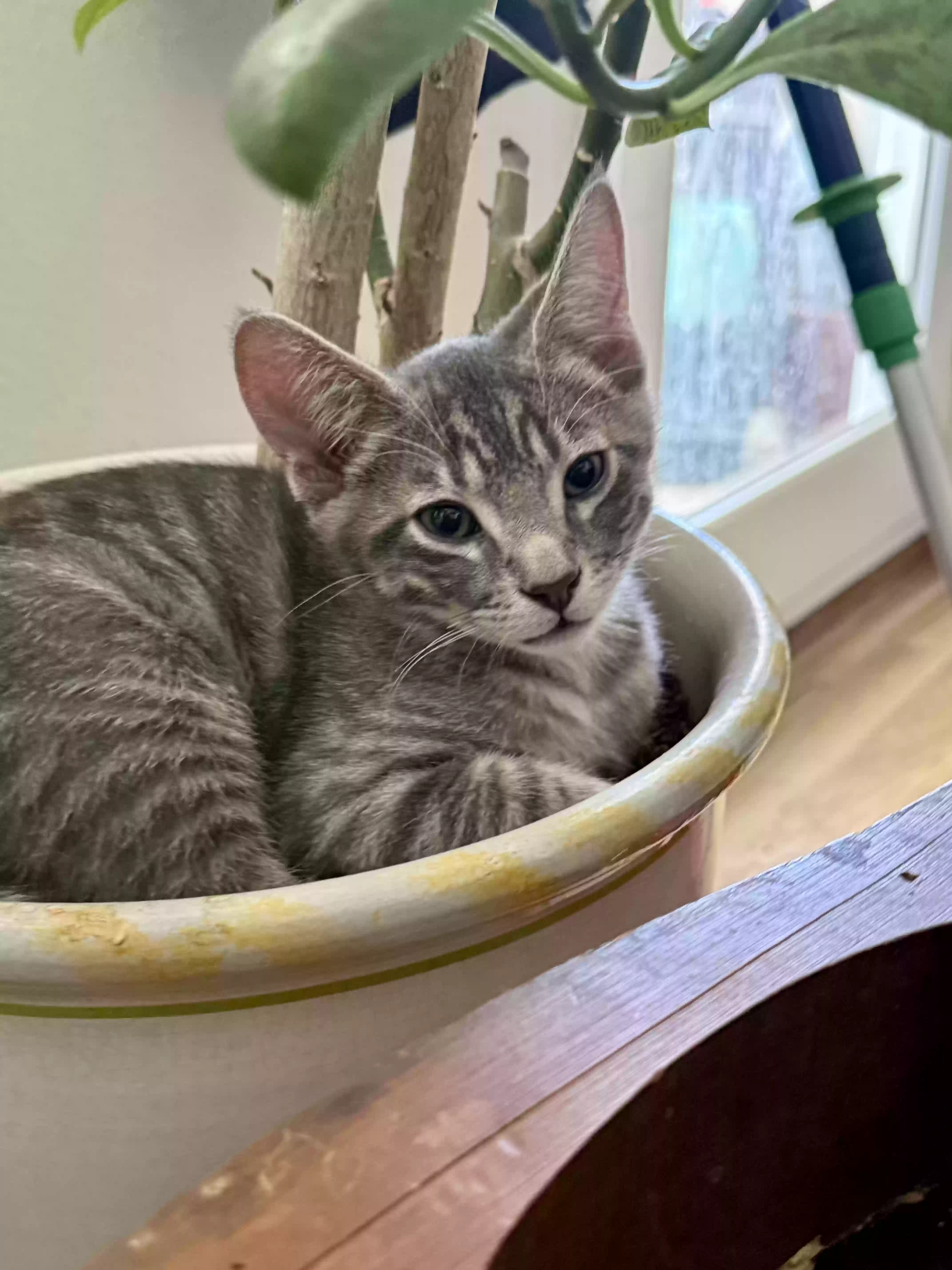 adoptable Cat in Litchfield Park,AZ named Domino