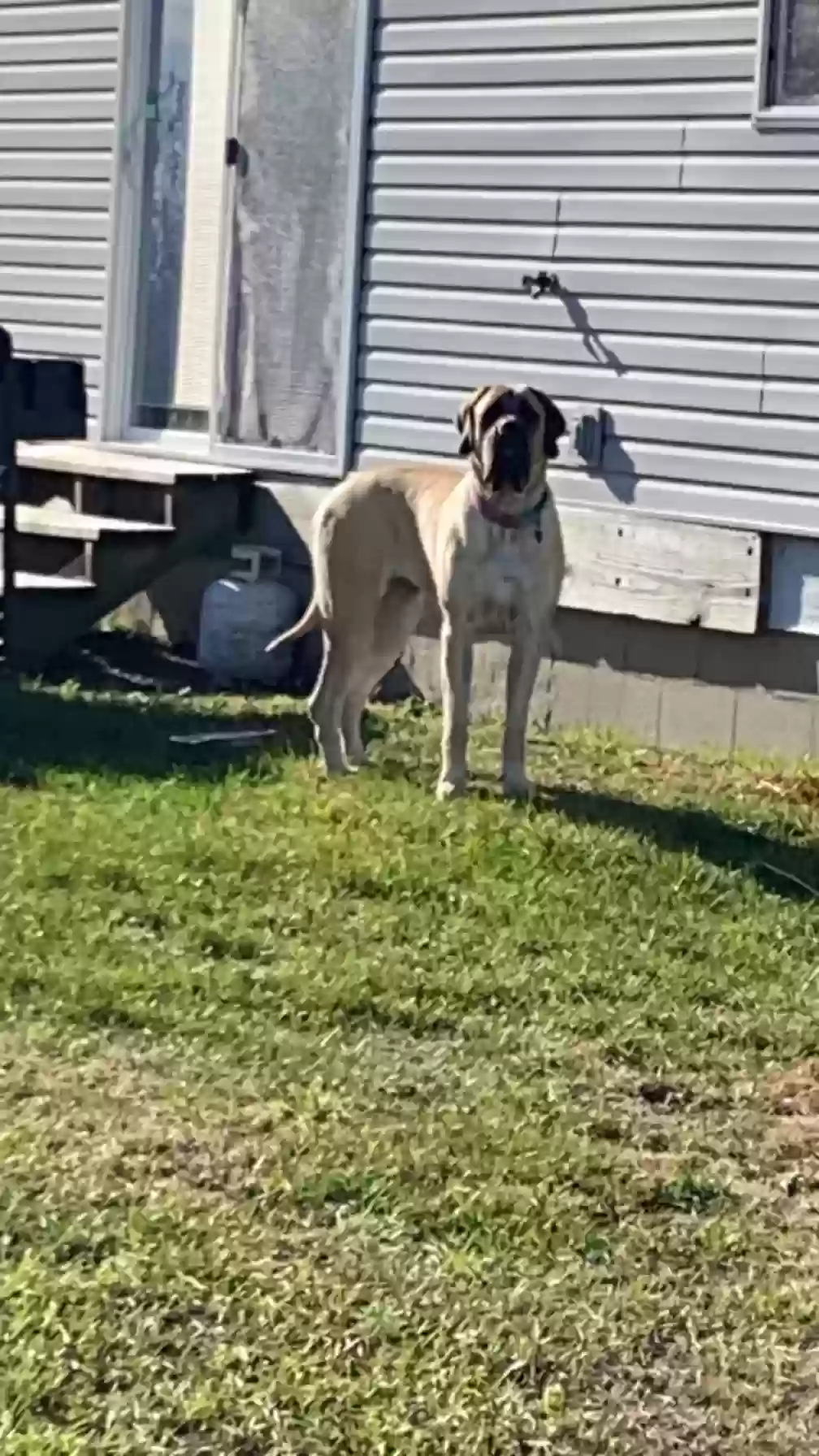 adoptable Dog in Aledo,IL named Tipsy