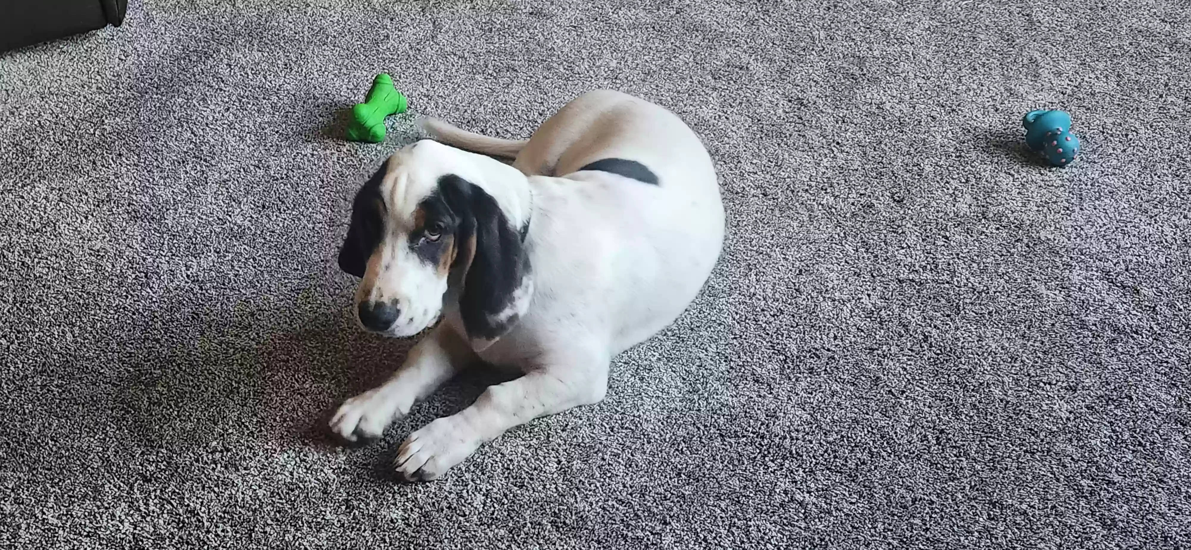 adoptable Dog in Kirkland,AZ named Roscoe
