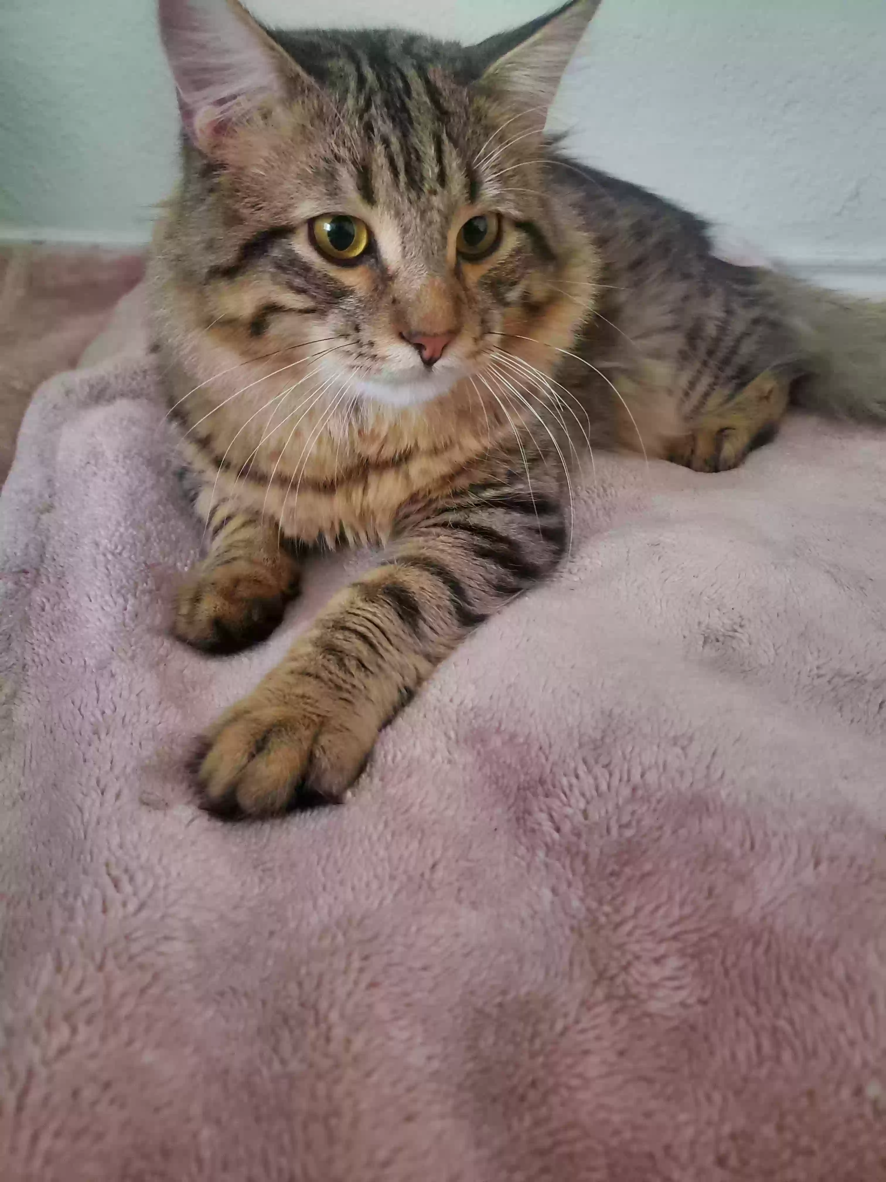 adoptable Cat in Anna,TX named