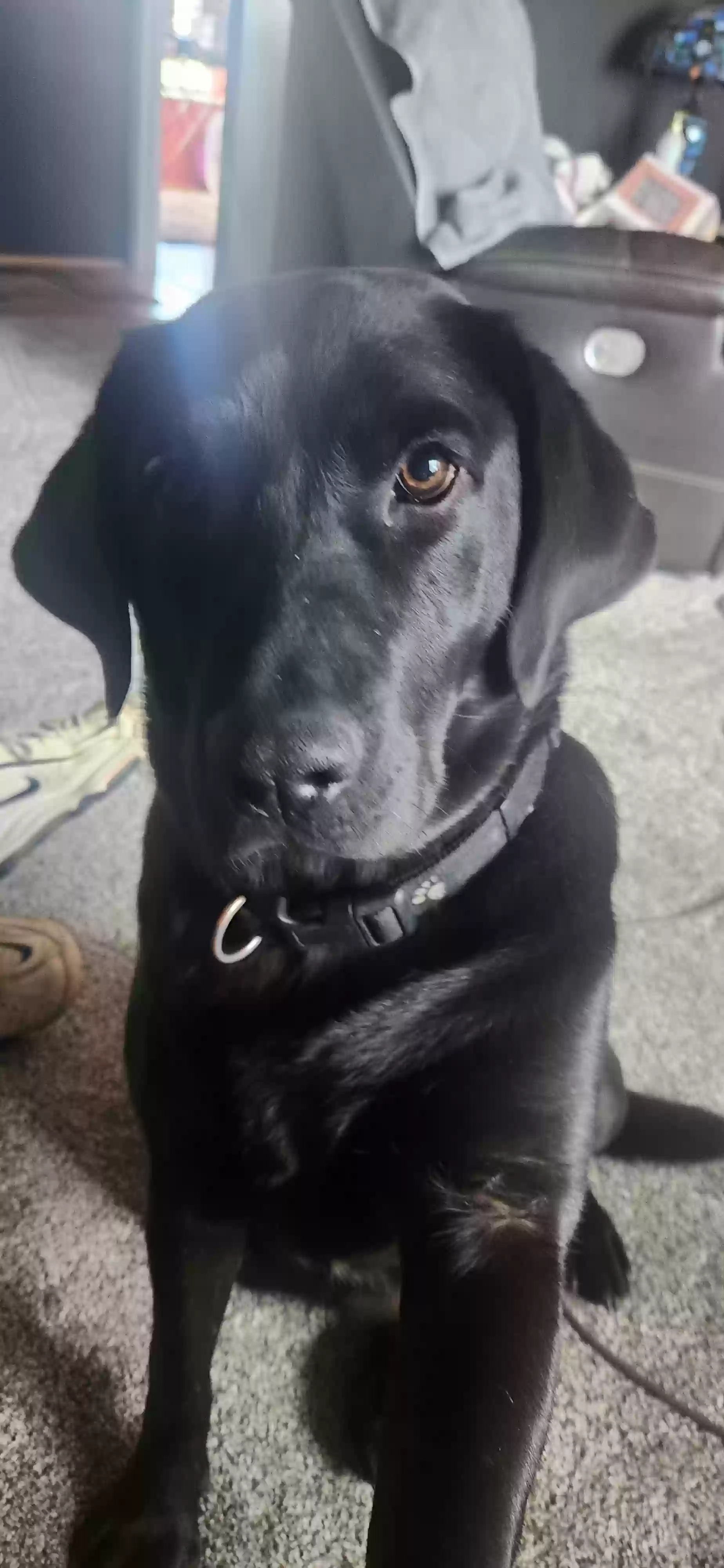 adoptable Dog in Kirkland,AZ named Rio