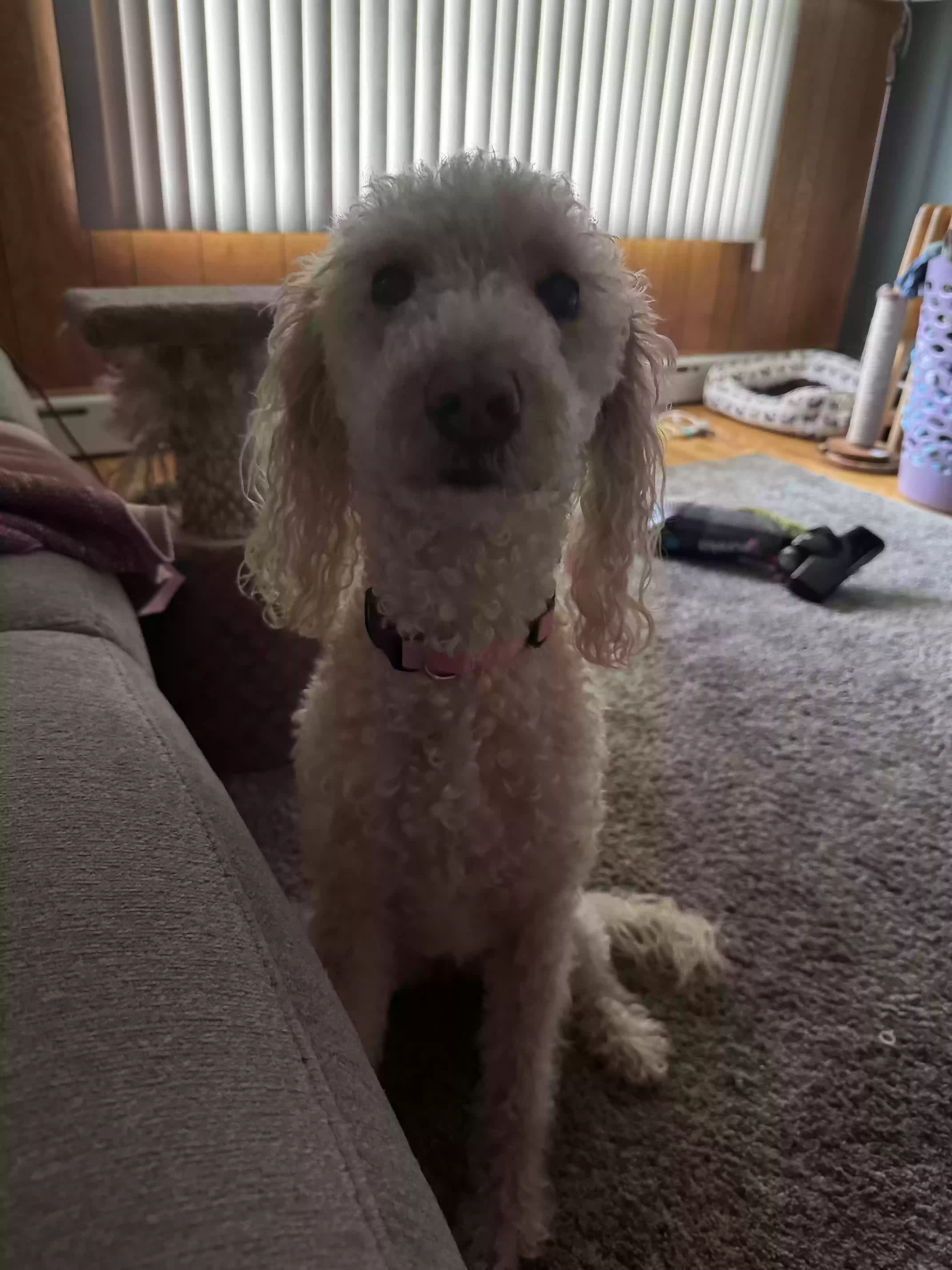 adoptable Dog in Fall River,MA named Ella