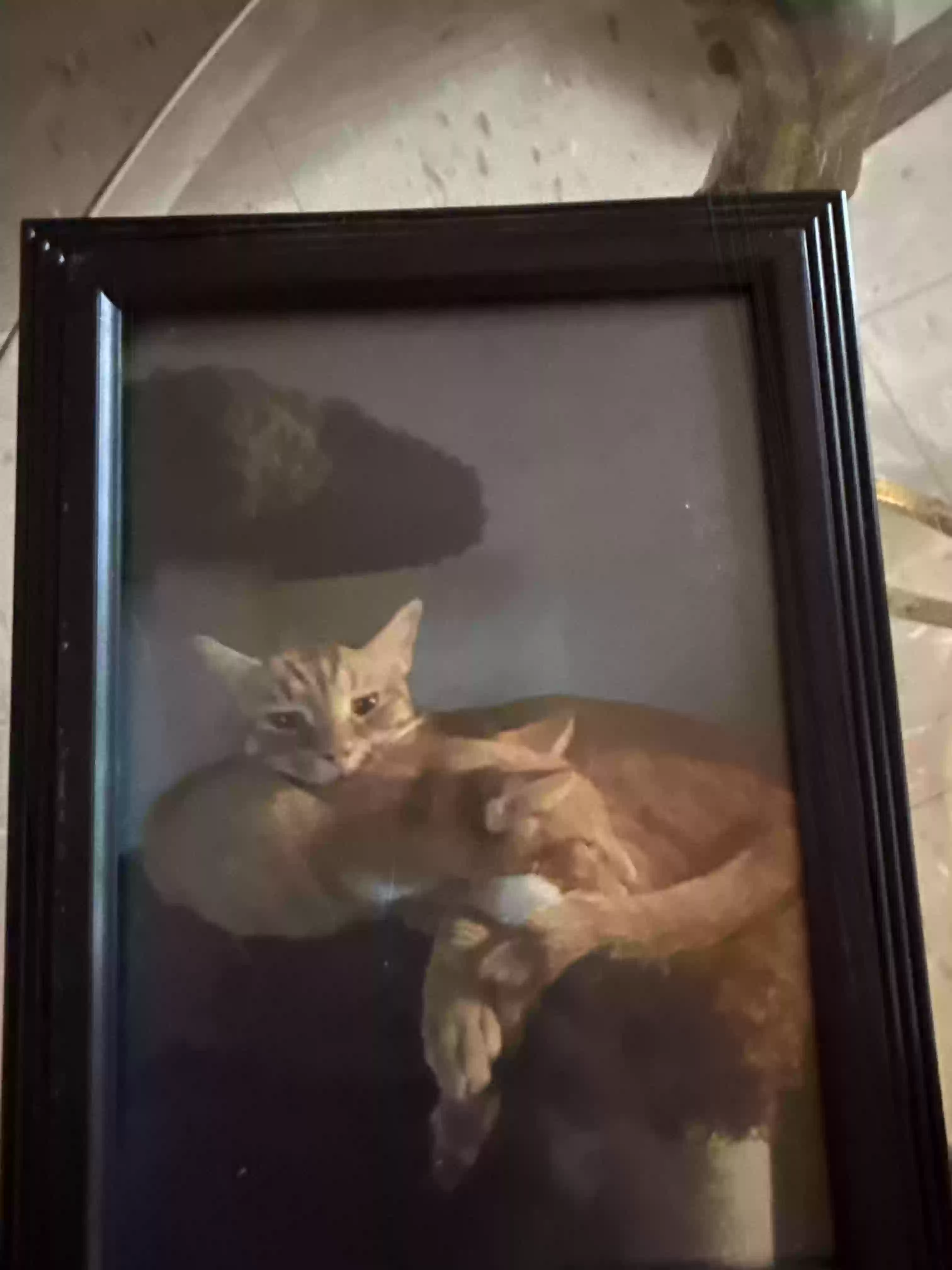 adoptable Cat in Astoria,NY named Simba and Brooklyn