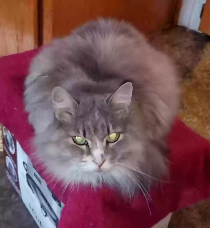 adoptable Cat in Minneapolis,MN named Paris