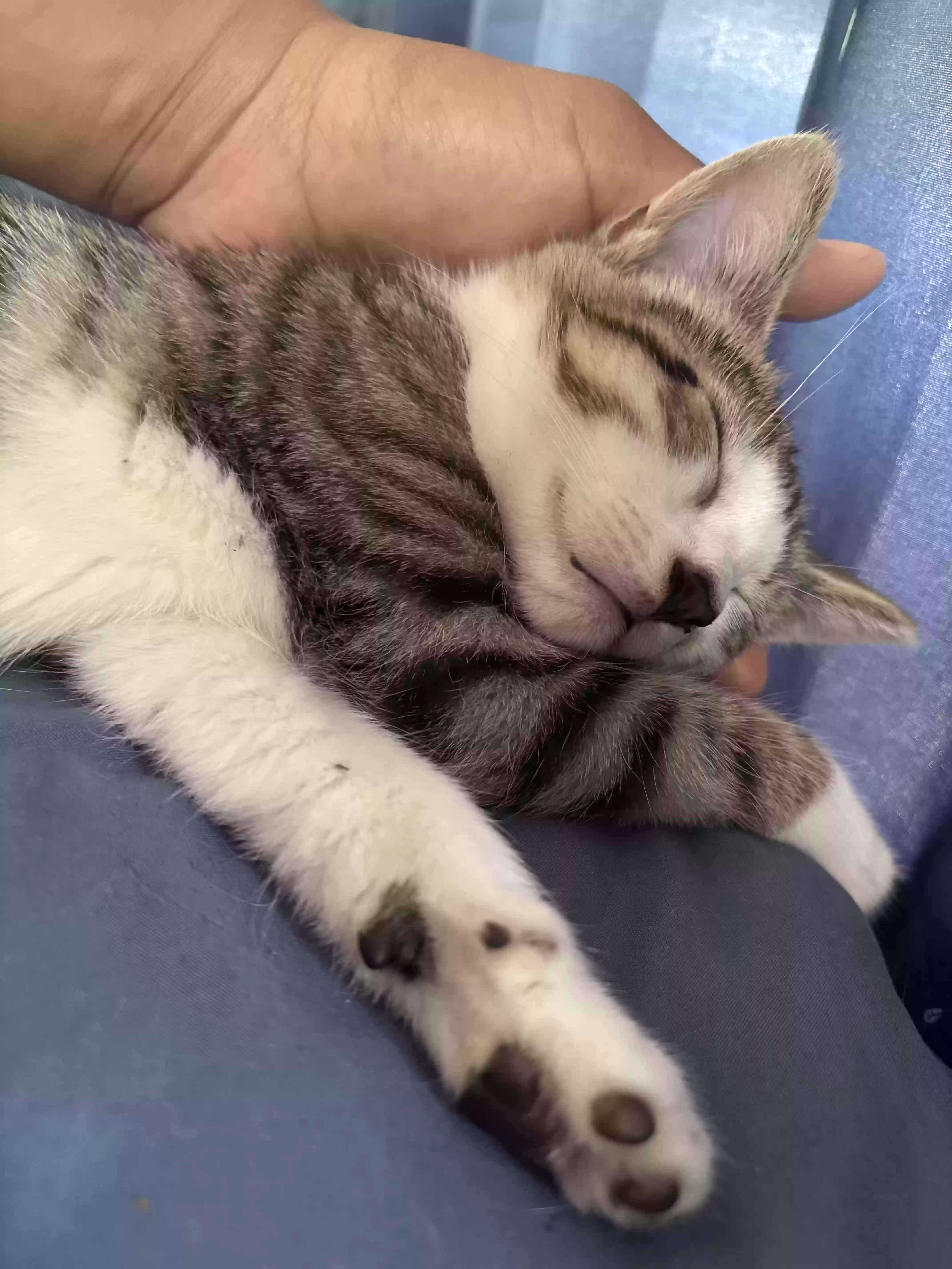 adoptable Cat in Uniondale,NY named