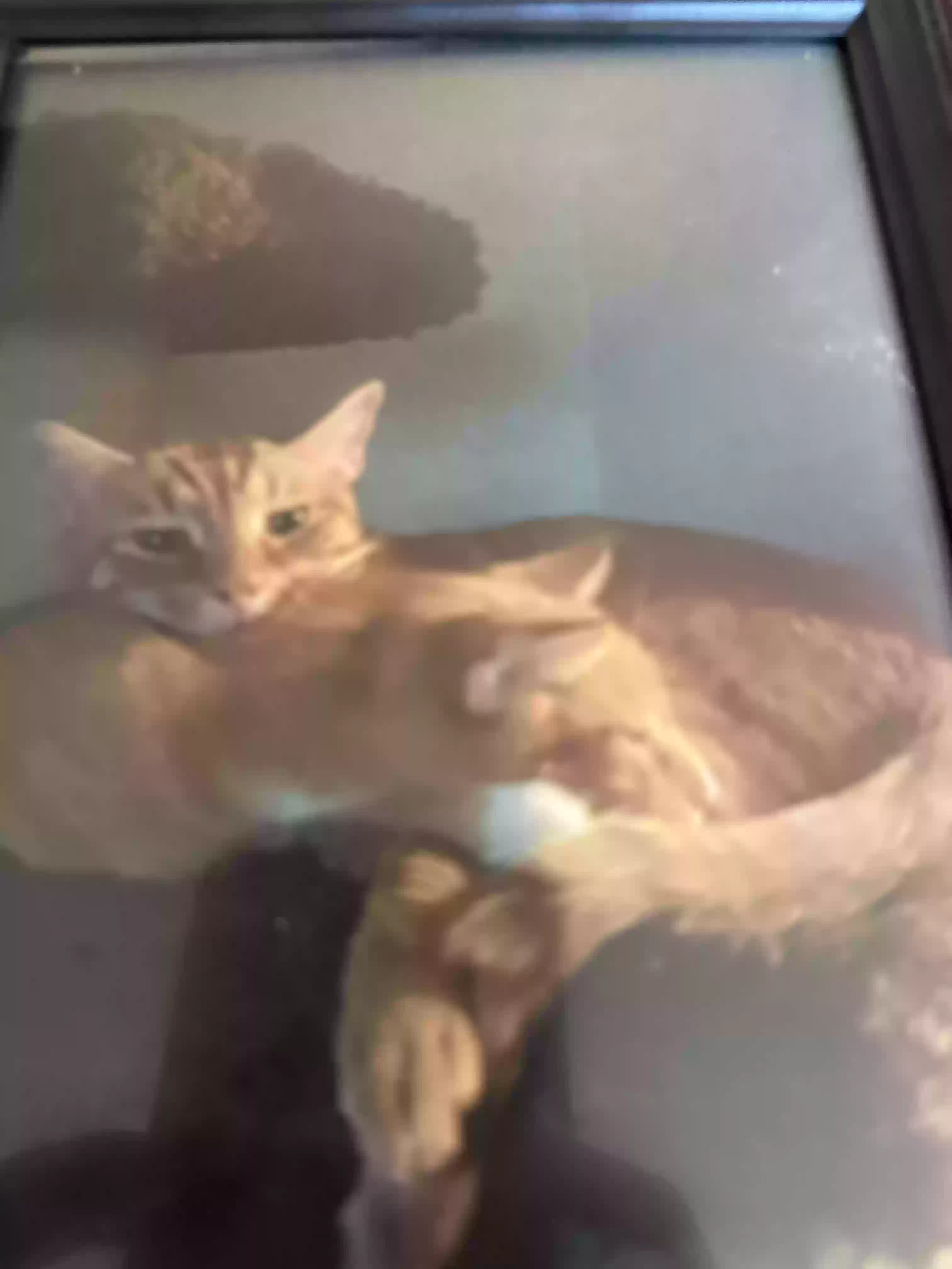 adoptable Cat in Astoria,NY named Simba in Brooklyn