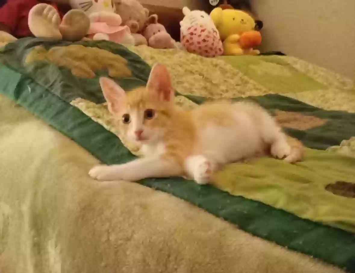 adoptable Cat in League City,TX named Juniper
