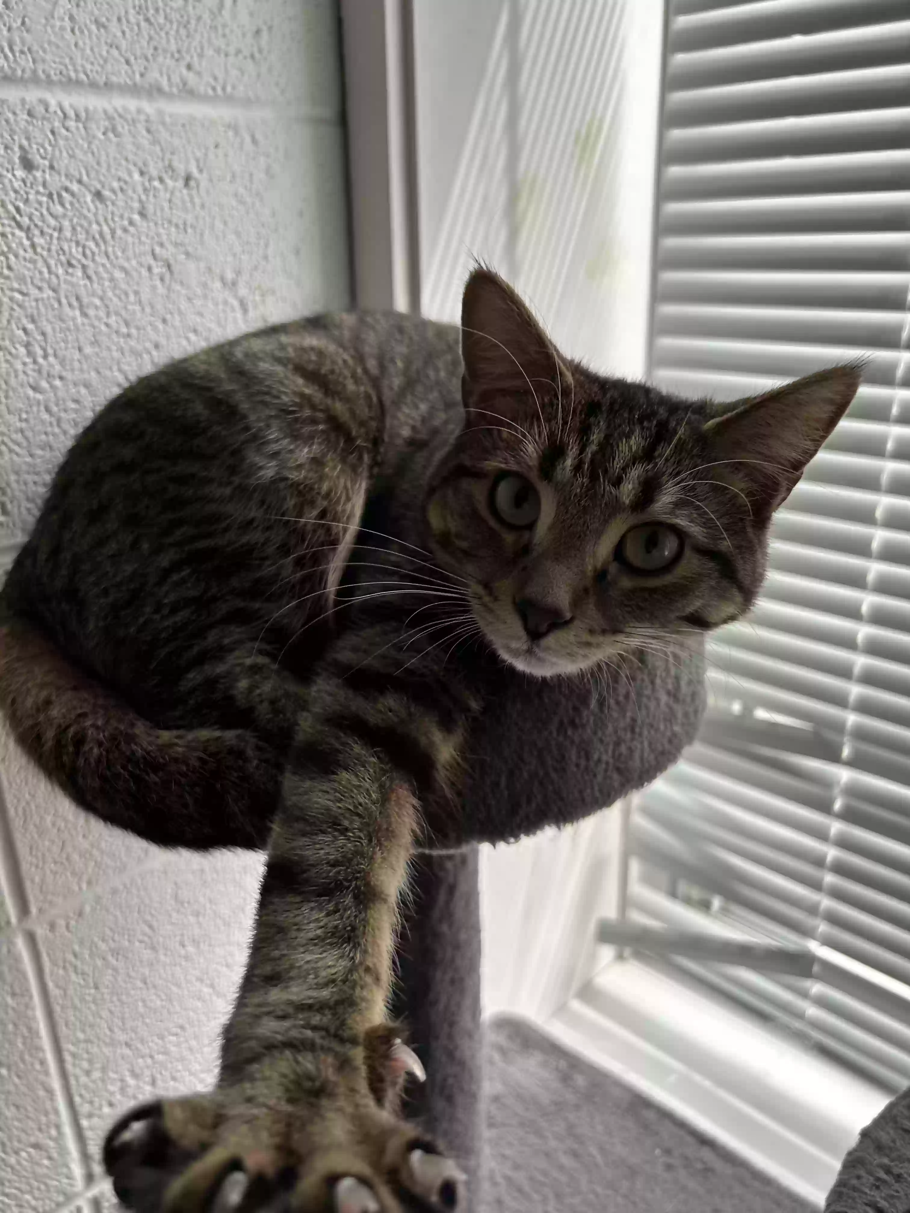 adoptable Cat in Chesapeake,VA named Gerard