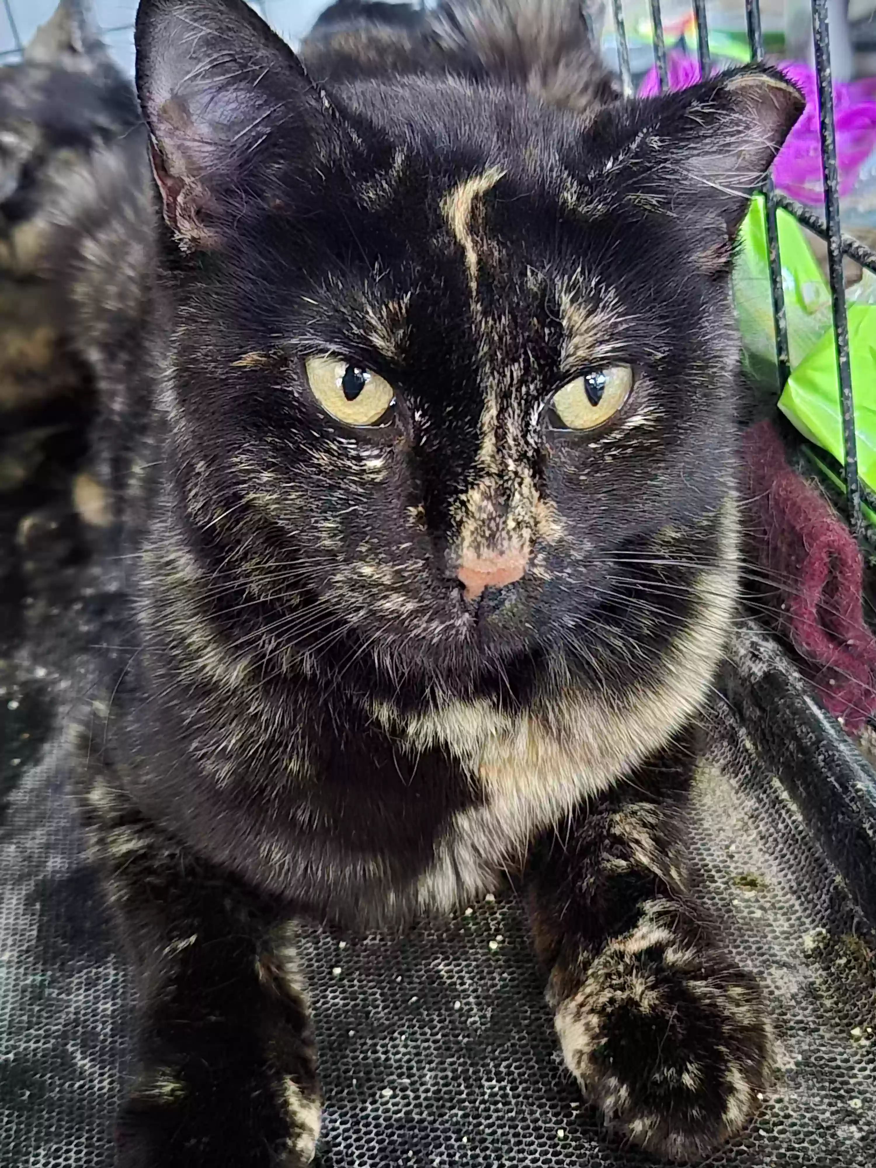 adoptable Cat in Midland,TX named Daisy