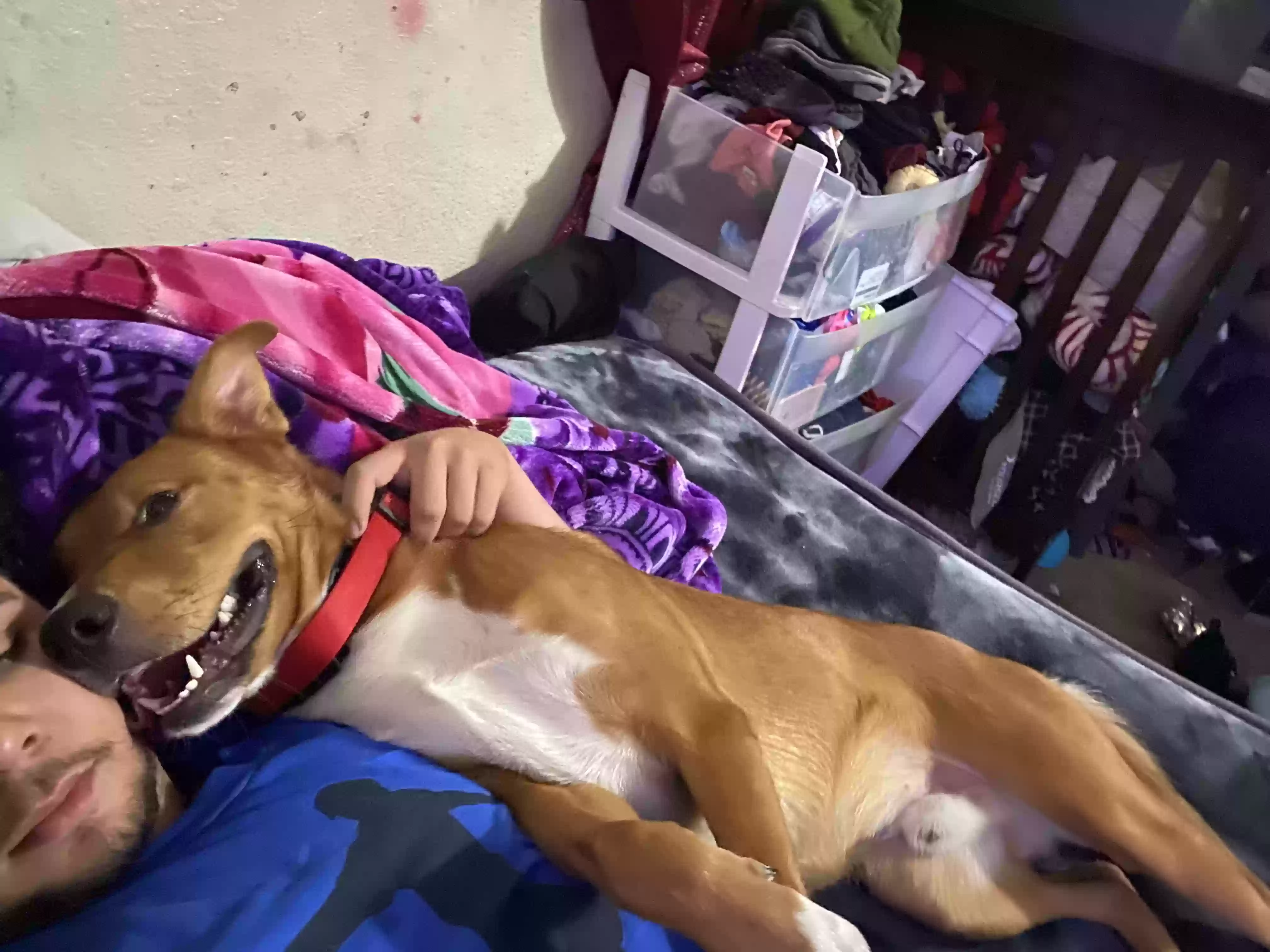 adoptable Dog in Moreno Valley,CA named