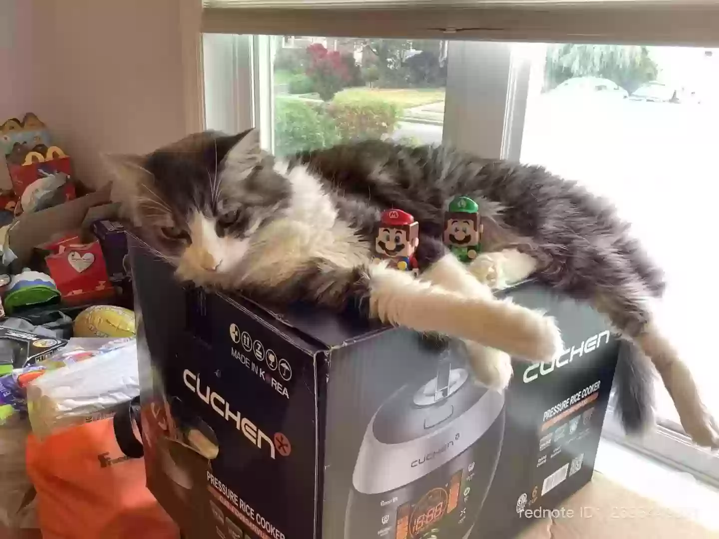 adoptable Cat in East Meadow,NY named COOKIE