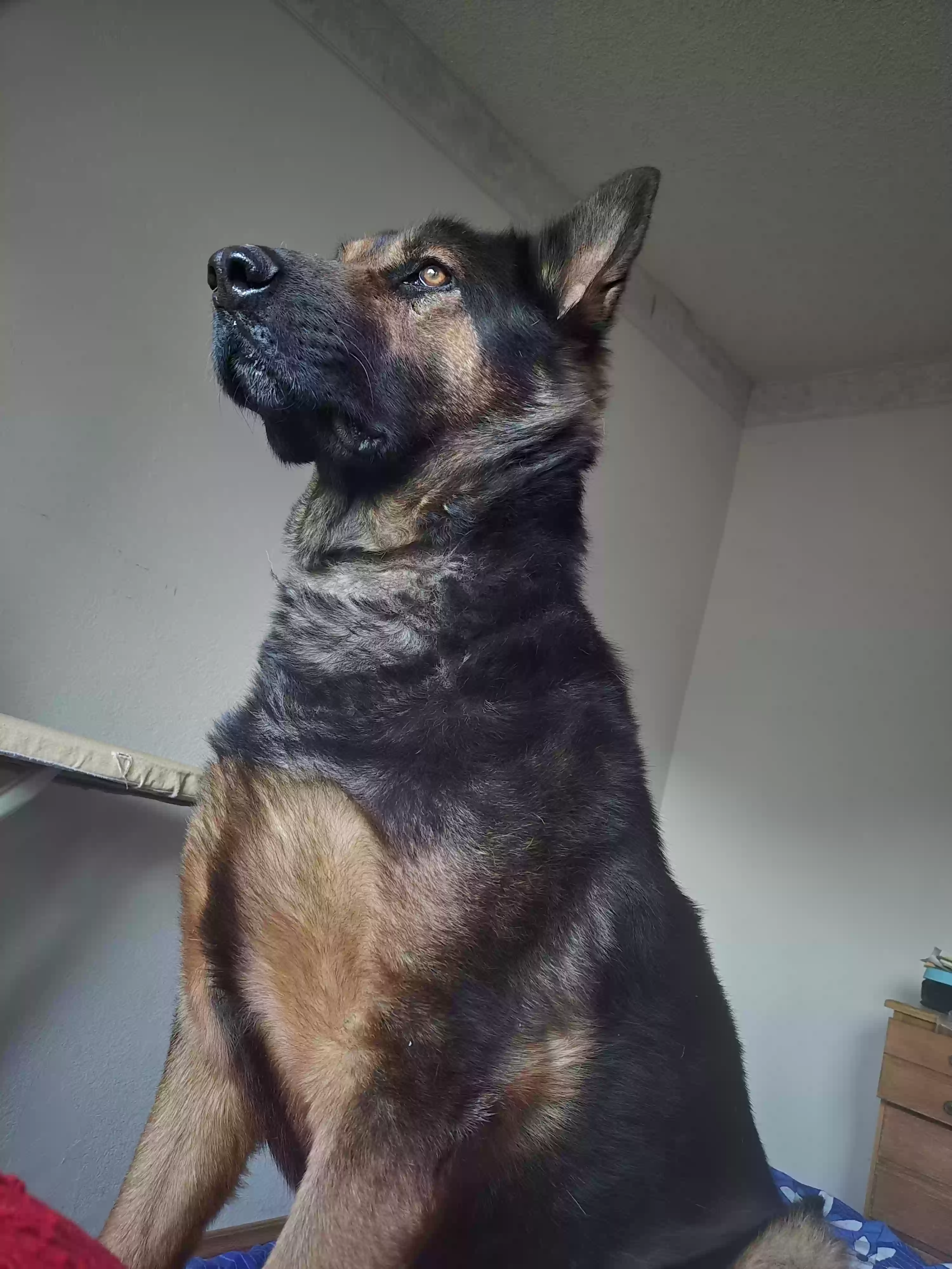 adoptable Dog in Acton,CA named BEAR